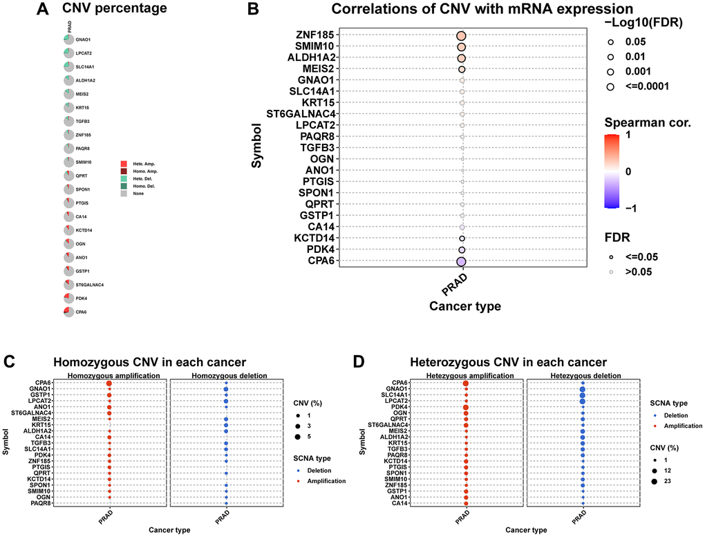 The CNV of hub genes. (A) Pie plot summarizes the CNV of hub genes in TCGA-PRAD. (B) The correlation between CNV and mRNA expression of hub genes in TCGA-PRAD. (C) Figure provides the profile of homozygous CNV of hub genes in TCGA-PRAD. (D) Figure provides the profile of heterozygous CNV of imputed genes in TCGA-PRAD.