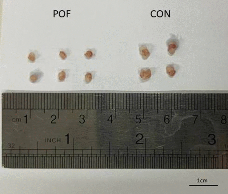 The ovary of CTX/BU-treated mice (left) was smaller than that of the controls (right).