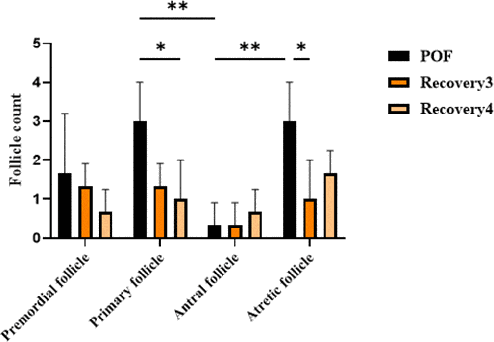Follicle counts in the optimal dose group (CTX 100 mg/kg + Bu 20 mg/kg) at day 21 and during 3- and 4 weeks post-induction (natural recovery). Two-way ANOVA showed significant effects of follicle type and group (p 