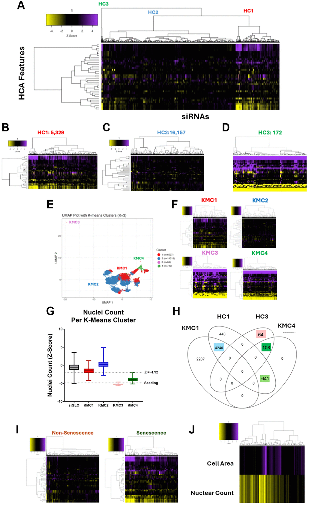 Genome-wide siRNA HeLa screen and cluster-based senescence labelling. (A) Heatmap representing high content analysis feature (HCA; y-axis) profiles of a genome-wide siRNA screen. Treatments (siRNAs; x-axis) were grouped into three through hierarchical clustering. (B–D) Heatmap of individual hierarchical clusters. (E) UMAP plot showing 36 feature profiles of every treatment within the screen, labelled with K-means clustering groups. (F) Heatmap profiles of K-means clusters. (G) Nuclei counts for treatments in each K-means cluster. (H) Venn diagram showing overlap between hierarchical and k-means clustering. (I) Heatmap profiles of treatments labelled as either Non-Senescence or Senescence. (J) Heatmap profile showing cell area and nuclear count Z-Scores of all senescence conditions. In all heatmaps, purple indicates positive modulation and yellow negative modulation of greater than 1.96 Z-scores from siGLO control. Black indicates a Z-score between –1.96 and 1.96.