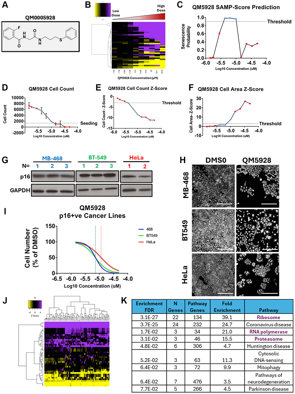 Validation of QM0005928 (QM5928). (A) QM0005928 chemical structure. (B) Heatmap representing high content analysis feature (HCA; y-axis) profiles of a dose response of QM5928 (x-axis). (C) Line plot showing change in SAMP score with increasing doses of QM5928. (D) Raw cell counts of increasing doses of QM5928 (Red = NonSen and Blue = Sen SAMP-Score Classification). (E, F) Z-scores for cell count and cell area increasing doses of QM5928. (Red = NonSen and Blue = Sen SAMP-Score Classification). (G) Western plot showing p16 expression in MB-468, BT549 and HeLa Sen-Mark+ cancer lines. (H, I) Cell counts for MB-468, BT549 and HeLa Sen-Mark+ cancer lines in response to QM5928. N = 3. Scale bar = 100 μm. (J) Heatmap representing high content analysis feature (HCA; y-axis) profiles of HeLa screen treatments that phenocopy QM5928 by hierarchical clustering. (K) KEGG pathways analysis of HeLa screen treatments that phenocopy QM5928 by hierarchical clustering. The data for MB-468s in Figures 6 and 7 are derived from the same experimental dataset, presented in different formats to emphasise distinct aspects of the findings.