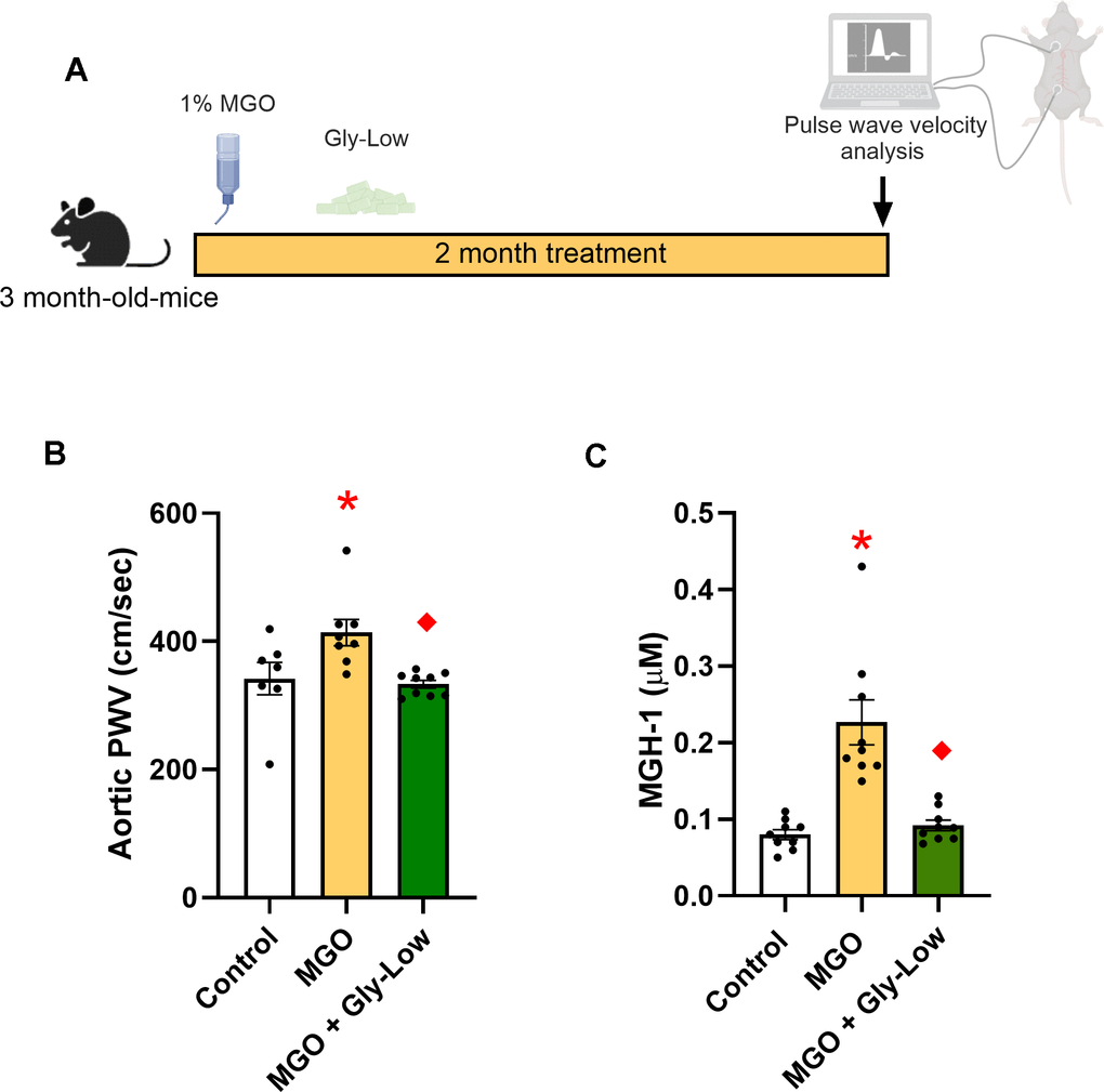 Methylglyoxal (MGO) induces glycation stress which can be prevented by glycation lowering (Gly-Low) compound supplementation. (A) Treatment paradigm for MGO and Gly-Low supplementation in 3-month-old male mice. (B) Aortic PWV measured after intervention (n=7–10/group). (C) Plasma MGH-1 levels in male mice that received normal/Gly-Low chow with MGO supplemented in water (n=9/group). One-way ANOVA was used for panel (B), and an unpaired t-test was performed for panel (C). All values are in mean ± SEM, *p