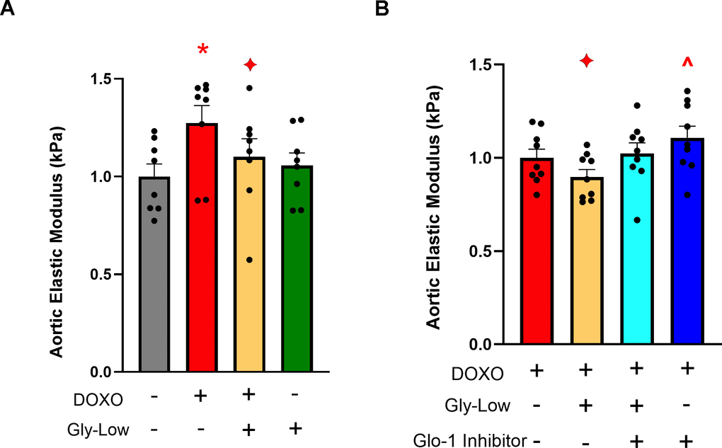 Gly-Low supplementation mitigates DOXO-induced aortic stiffening. (A) Aortic elastic modulus in young intervention-naïve male mouse aortas after 48-hour incubation with DOXO/Gly-Low (n=8/group). (B) Aortic elastic modulus in young intervention-naïve male mouse aortas after 48-hour incubation with DOXO/Gly-Low in the absence/presence of a Glo-1 inhibitor (n=9/group). All data were analyzed using paired T-test, as different media conditions were tested on aortas obtained from the same mouse. All values are in mean ± SEM, *p