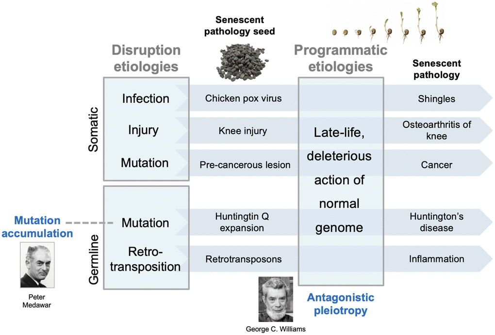 Two-stage model for interactions between earlier and later etiologies. Diverse disruptions of normal biological function resulting from insults are contained and lie dormant within the youthful physiological milieu. In the senescent milieu, containment of such disruptions fails, and they form foci for the development of diverse senescent pathologies. Such contained, latent disruptions are analogous to seeds lying dormant within the host; later, pathogenic wild-type gene action stimulates the seeds to grow; this analogy captures the developmental nature of senescent pathogenesis [20]. The early etiologies are those typical of disease causes prior to aging, including infection, mechanical damage, and mutation (somatic and inherited). The main, late-life etiology, wild-type gene action, is predominantly (but not entirely) restricted to senescence. The model encompasses both evolutionary theories of aging. Mutation accumulation (MA): inherited, late-acting deleterious mutations can be understood as those unmasked by later programmatic changes. Antagonistic pleiotropy (AP): this determines the late-life programmatic changes themselves. Note that this model does not argue against a role for molecular damage accumulation in aging, but rather that it is a relatively minor contributory factor (e.g. DNA damage in cancer development).
