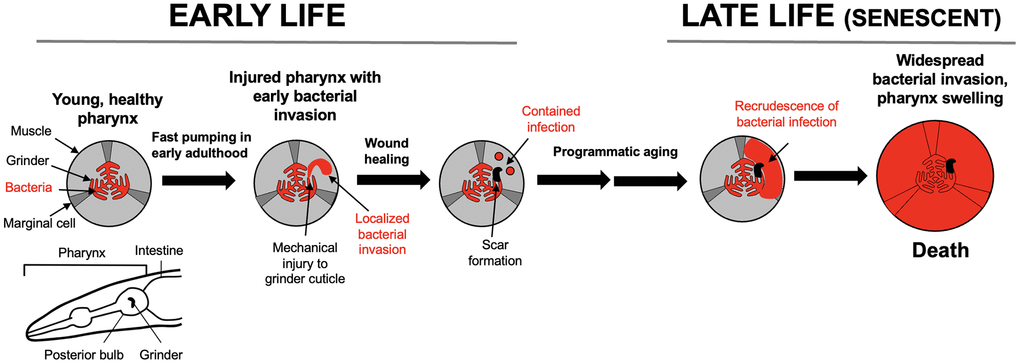 Pathophysiology of pharyngeal senescence in aging C. elegans. High rate of pharyngeal pumping in early adulthood leads to mechanical damage (mechanical senescence) to the pharyngeal cuticle. This perforates the cuticle, allowing minor bacterial invasion of pharyngeal tissue. In later life in ~40% of individuals, the invasion spreads further, leading to widespread infection, pharyngeal swelling and death [49]. Bottom left: schematic representation of C. elegans anterior end (head), including the pharynx. A caveat here is that laboratory culture of C. elegans with E. coli is not necessarily representative of the experience of this organism in the wild.