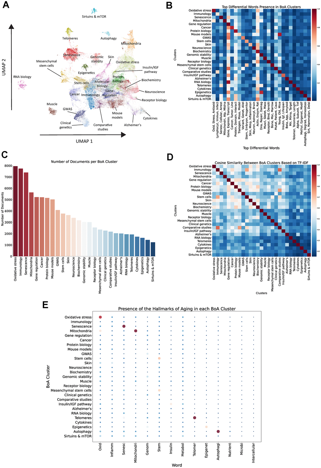 Unsupervised clustering of BoA-related abstracts. (A) UMAP and Leiden clustering of vectorized BoA-related documents. (B) Heatmap of top differential words in each cluster, color reflects the proportion of documents within each cluster containing any stem from the respective word group. (C) Number of documents per cluster. (D) Cosine similarity analysis between clusters based on TF-IDF vectors. (E) Dot plot of the relative presence of stems associated with the Hallmarks of Aging in each cluster, size and color of the dots represent the proportion of documents that contain a stem within a particular cluster.