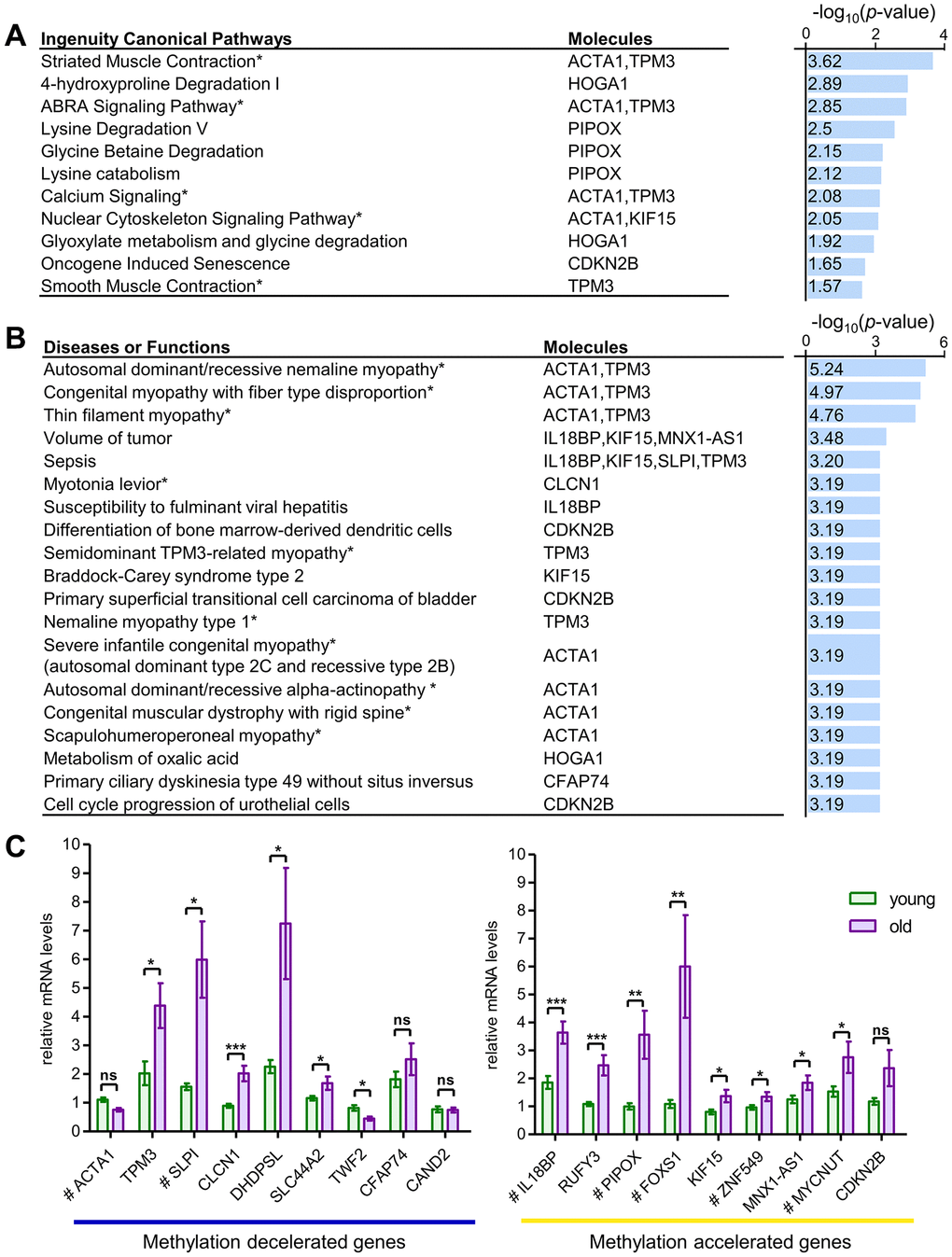 Functional enrichment and transcriptional analysis of aging-associated skeletal muscle-specific CpG loci. (A, B) Ingenuity canonical pathways of aging-related CpGs and classification of diseases and functions. Canonical pathways are ranked by -log(p-value) (right x-axis) and associated molecules shown (A). Disease and function categories are similarly ranked and visualized (B). Pathways directly linked to muscle functions are marked with an asterisk (*). These pathways were identified through IPA program. (C) mRNA Transcriptional Levels of Genes Associated with Aging-Related CpGs. Nine genes showed methylation deceleration at the target CpG sites with aging, while nine others displayed methylation acceleration. mRNA transcription levels of the methylation-decelerated genes are presented in the left graph, and the methylation-accelerated genes are shown in the right graph. All mRNA levels correspond to genes with muscle-specific CpGs associated with aging, measured using RT-qPCR in pectoralis major muscle. Tissue samples from 11 individuals were used and categorized into two age groups. The young group (n = 6) consisted of individuals aged 21, 24, 27, 29, 33, and 35 years, including three males and three females. The old group (n = 5) included individuals aged 63, 65, 68, 74, and 77 years, comprising four males and one female. Genes with target CpGs located in the regulatory regions TSS1500, TSS200, and 5'UTR are marked with a hash (#). Statistical significance was assessed using Student’s t-test, with significant differences indicated as *p **p ***p 