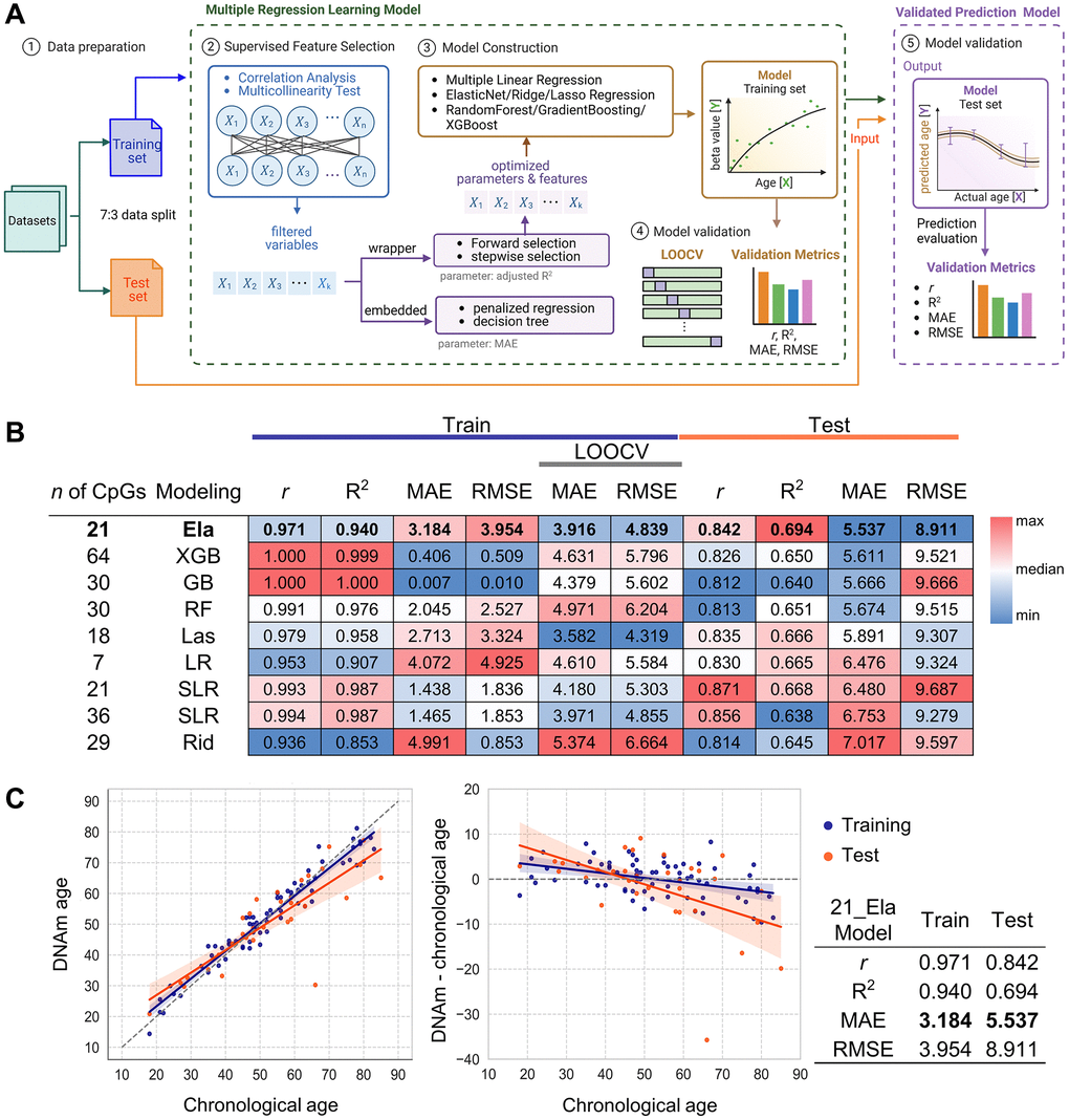 Development and validation of age prediction models using the NGS system. (A) Schematic of the data processing workflow for NGS and SBE-based models, created using BioRender. Data were divided into training and test sets at a 7:3 ratio. Supervised feature selection involved correlation analysis and multicollinearity filtering, followed by model construction using forward selection, stepwise selection, penalized regression, and decision tree models with optimized parameters. Model validation was performed through LOOCV, with performance evaluated by Pearson’s r, R2, MAE, and RMSE. Finally, the validated prediction model was applied to test sets. (B) Performance heatmap of nine machine learning models developed from NGS data. Models differ by algorithm (LR, SLR, Ela, Las, Rid, RF, GB, XGB) and CpG set. Metrics (r, R2, MAE, RMSE) were calculated for both training and test sets (n = 103). LOOCV was used for training validation. Heatmap color scale reflects relative performance for each column criterion and the top NGS model is indicated in bold. (C) Prediction accuracy of the best-performing NGS model. The best model’s accuracy was evaluated by comparing predicted age with chronological age for 103 samples in both the training (orange) and test (blue) sets (left plot). Residuals between DNA methylation (DNAm) age and chronological age are plotted (right plot). Regression lines are shown with each color, with 95% confidence intervals shaded. Model performance metrics are summarized in the accompanying table. Abbreviations: LOOCV: Leave one out cross validation; LR: Linear regression; SLR: Stepwise Linear Regression; Ela: ElasticNet; Las: Lasso regression; Rid: Ridge regression; XGB: XGBoost; RF: RandomForest; GB: GradientBoosting.
