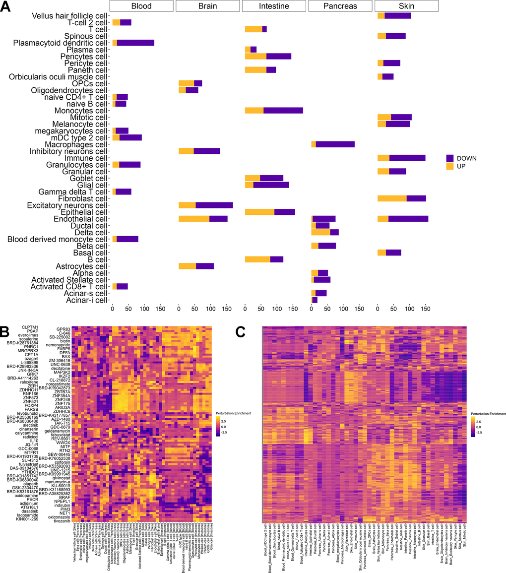Repurposing perturbations to revert aging phenotypes. (A) Number of differentially expressed genes between young (0 – 19 years) and old (60 – 100 years) individuals per cell type in each tissue as obtained from AgeAnno. Genes that are upregulated during aging (yellow) are distinguished from those that are downregulated (purple). (B) Heatmap of the two interventions having the highest perturbation score in each cell type. Perturbation enrichment is shown across all cell types including those in which the perturbation does not have beneficial effects. Higher scores (yellow) indicate a perturbation to revert a higher fraction of age-related differentially expressed genes whereas negative scores (blue) indicate a reinforcement of the pro-aging changes. (C) Heatmap of perturbations scores for all candidates rejuvenating perturbations in 45 cell types from different tissues. Higher scores (yellow) indicate a perturbation to revert a higher fraction of age-related differentially expressed genes whereas negative scores (blue) indicate a reinforcement of the pro-aging changes.