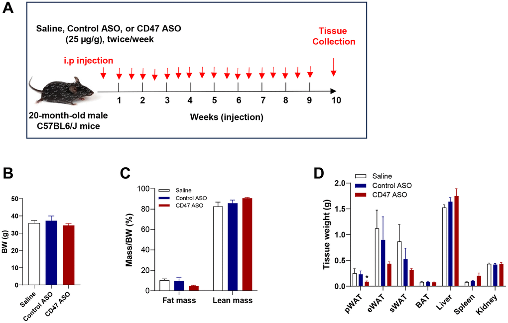 CD47 ASO treatment reduced visceral fat mass in aged male mice. (A) Experimental design. Twenty-month-old male C57BL/6J mice were fed a normal chow diet and treated with 25 μg/g of control ASO or CD47 ASO twice per week for 10 weeks; (B) Body weight; (C) Body composition was measured by EchoMRI; (D) Tissue weights were measured during collection. Data are represented as mean ± SEM (n = 6 mice/group). *P 