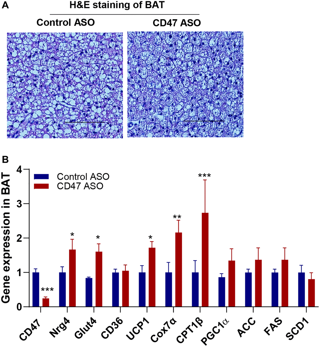 CD47 ASO treatment stimulated the expression of mitochondrial and thermogenesis-related genes in BAT from aged male mice. (A) Representative H&E staining image of BAT (scale bar = 100 μm); (B) Gene expressions in BAT by qPCR. Data are represented as mean ± SEM (n=6 mice/group). *P **P ***P 
