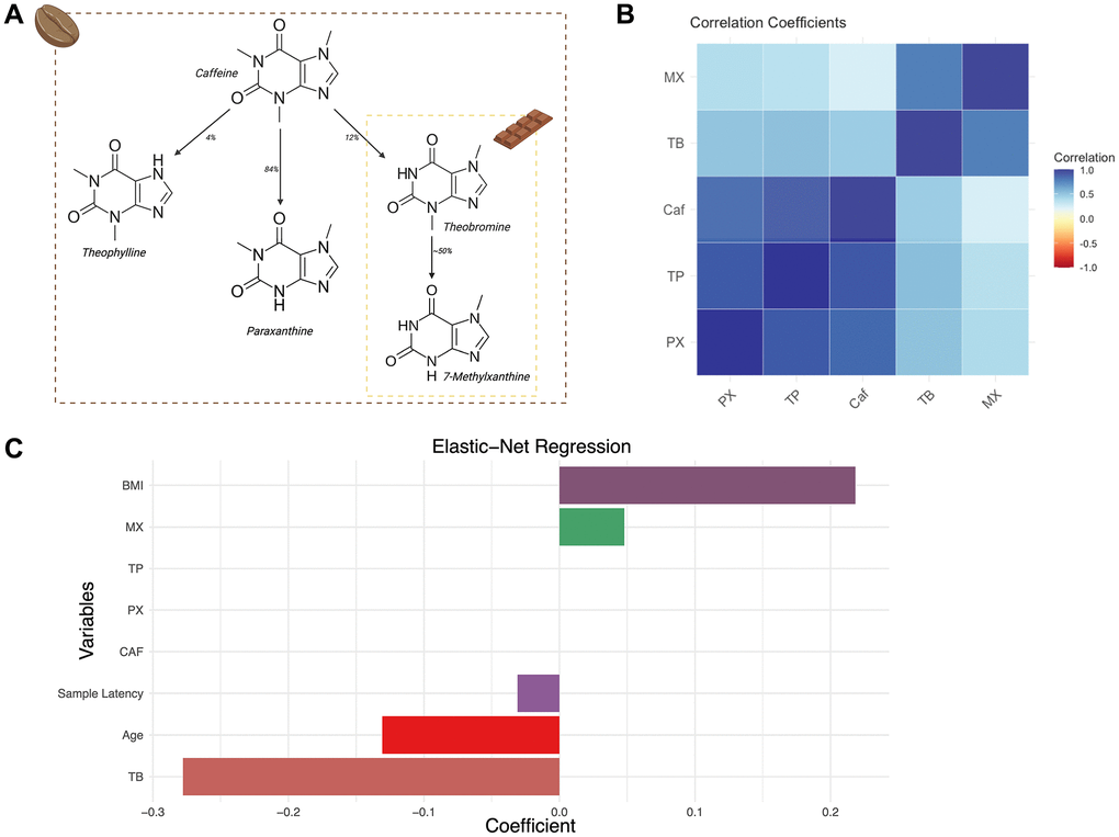 Major dietary sources of methylxanthines and their correlations in the TwinsUK sample. (A) Schematic presenting key methylxanthines, their respective dietary sources and their derivation as secondary metabolites. (B) Correlation heatmap of coffee-related metabolites in the TwinsUK sample. (C) Bar plot representation of the Elastic-net Regression coefficients with 10-fold cross-validation of variables against GrimAgeAccel in the TwinsUK sample.
