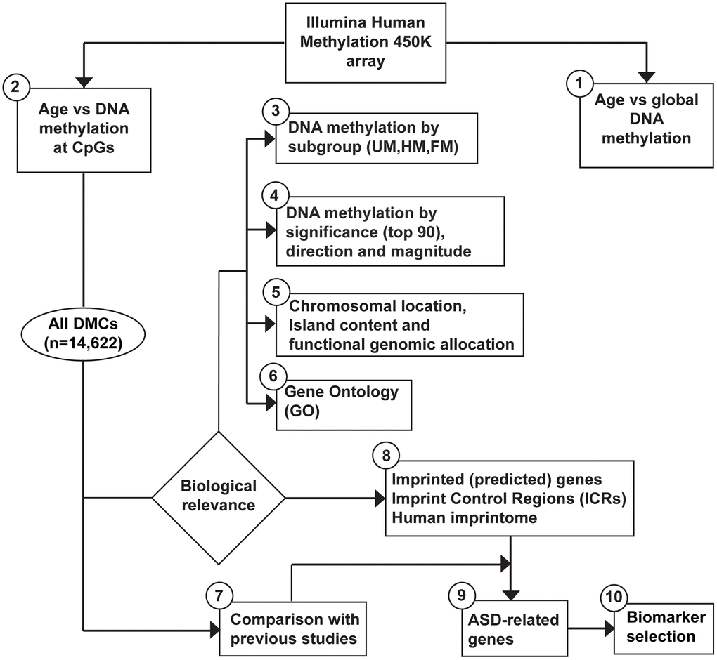 Workflow to assess age-related DNA methylation changes in sperm and biomarker selection for ASD. Data generated from the Illumina HumanMethylation450 BeadChip went through the following analytic procedures. (1) global DNA methylation (mean per subject) by age. (2) DNA methylation at individual CpGs by age. Note, additional tests were performed, as described in the methods section. (3) We subdivided our outcome data as follows: Unmethylated (UM, mean β-value 0.80), defined by the mean DNA methylation per CpG site (of all subjects). The top 30 of the most significant results (lowest adjusted p-value) were classified by: (4) significance (top 90), direction (positive, negative), and magnitude (absolute Delta-M >0.1). All age-related DMCs (n = 14,622) were analyzed in terms of the following approaches: (5) chromosome location, island content, functional genomic allocation, and (6) gene ontology (GO). We compared our results with: (7) similar published reports, and (8) listed data on imprinting. Finally, (9) a focus was applied on all DMCs using Simons Foundation Autism Reference Initiative database and other publicly available databases on ASD. (10) We selected a set of potential biomarkers for ASD within our set of imprinted genes.