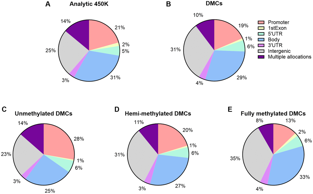 Functional genomic distribution of CpGs within 450K array and age-associated DMCs. (A) Percentages of CpGs by functional genomic region are displayed; by promoter, 1stExon, 5′UTR, 3′UTR, body, and intergenic regions. CpG sites allocated to multiple regions are reported as a separate category. (A) Percentages with respect to the 450K (n = 482,287). (B) Percentages are displayed with respect to the number of significant age-related DMCs (n = 14,622). (C–E) By DNA methylation subgroup (Abbreviations: UM: unmethylated, mean β-value 0.80).