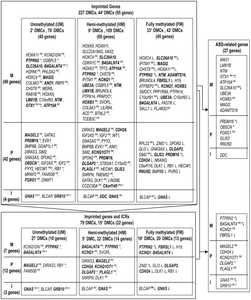 Imprinted genes affected by age in sperm and our approach for biomarker selection to predict autism spectrum disorders in offspring. A summary of (predicted) imprinted genes linked to significant age-associated DMCs is ordered by expressed allele, and significance (results with smallest p-values are on top). Upper frame: 95 (predicted) imprinted genes linked to 271 DMCs within DNA methylation subgroups (Abbreviations: UM: unmethylated, mean β-value 0.80). Lower frame: out of the 95 (predicted) imprinted genes (upper frame) 22 genes have been mapped to ICRs. In bold, genes involved in ASD. Right frame: summary of 27 ASD-related imprinted genes (due to probe cross-reactivity, the gene C6orf145 with a single DMC was not withheld). The following superscripts are used if at least one DMC had the following characteristic: *, at CpG Islands; PR, at promotor region; ↓ or ↑, an opposite direction in DNA methylation change was measured (increase or decrease in DNA methylation, at UM and FM methylated DMCs, respectively); s, at SNPs; cr, at a cross-reactive probe. M, maternally expressed genes; P, paternally expressed genes; I, isoform dependent.