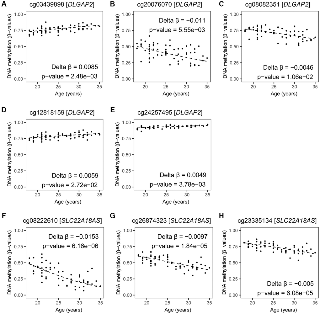 DNA methylation by age at CpGs linked to DLGAP2 and SLC22A18AS. Estimates of DNA methylation in β-values by age for all significant CpG sites annotated to DLGAP2 (A–E) and SLC22A18AS (F–H) imprinted genes are shown; DNA methylation changes at these genes have been identified by at least three other age-related studies. Fitted regression lines are shown. Regression models included potential confounding factors (BMI and patient status); these were corrected for multiple testing (BH-method). The following CpG sites were annotated to DLGAP2: (A) cg03439898 (Delta β = 0.0085, p-value = 0.0025), (B) cg20076070 (Delta β = −0.011, p-value = 0.0056), (C) cg08082351 (Delta β = −0.0046, p-value = 0.7083), (D) cg12818159 (Delta β = 0.0059, p-value = 0.0272), and (E) cg24257495 (Delta β = 0.0049, p-value = 0.0038). The following CpG sites were annotated to SLC22A18AS: (F) cg08222610 (Delta β = −0.0153, p-value = 6.158515e-06), (G) cg26874323 (Delta β = −0.0097, p-value = 1.840627e-05), (H) cg23335134 (Delta β = −0.005, p-value = 6.076208e-05).