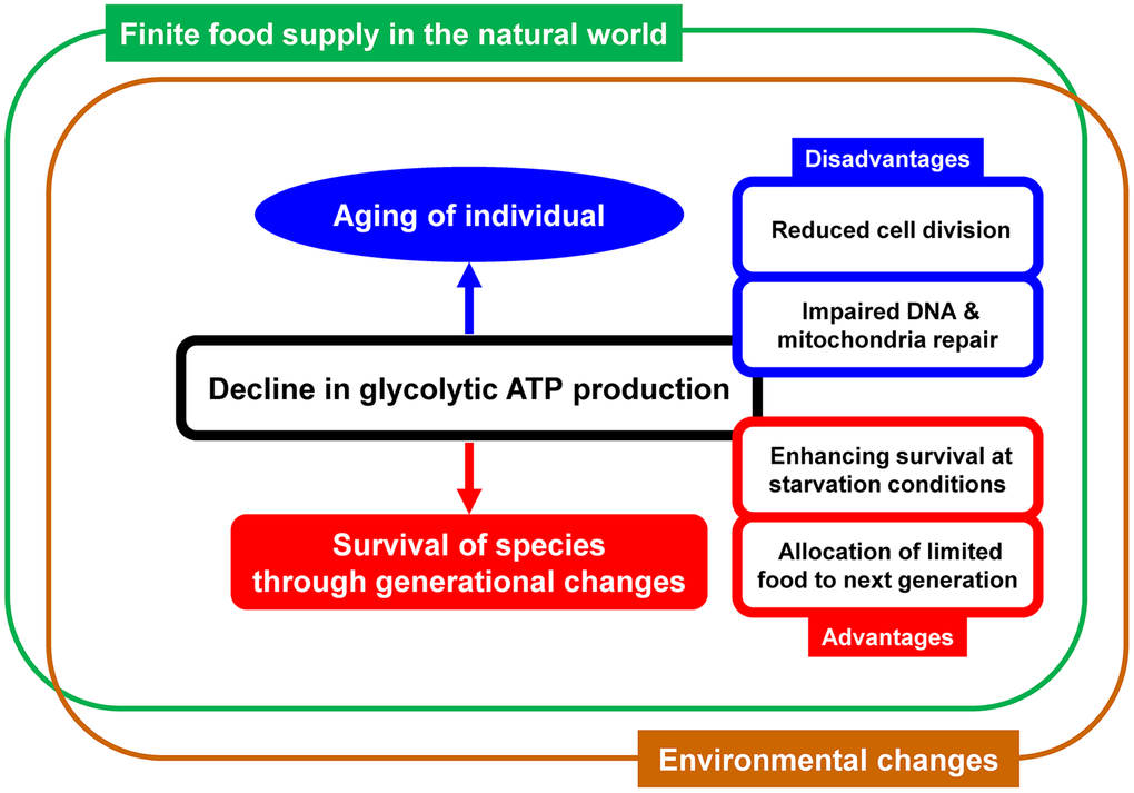Schematic representation of the simple concept linking aging and glycolytic ATP production. Decline in glycolytic ATP production over time has both disadvantages and advantages. Various questions about aging can be explained by the concept that species that happened to have an optimal rate of decline were selected and survived through generational changes.