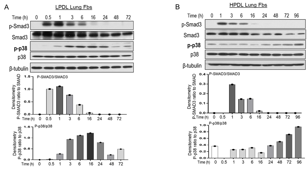 IMR90 LPDL or HPDL cell response to TGF-β1-induced signal pathways. (A, B) LPDL (A) and HPDL (B) lung fibroblasts lysates were collected at the indicated time points after treatment with TGF-β1 at 2ng/ml. β-tubulin was used as a loading control. Bar graphs was calculated with the shown western blots densitometric ratio of p-SMAD3 to SMAD3, or p-p38 to p38 in LPDL (A) or HPDL (B) lung fibroblasts. Similar western blots of LPDL and HPDL in response to TGF-β1 were in Supplementary Figure 2, which densitometry of p-p38 to p-38 was shown as averaged for 3 independent repeats (Supplementary Figure 2).