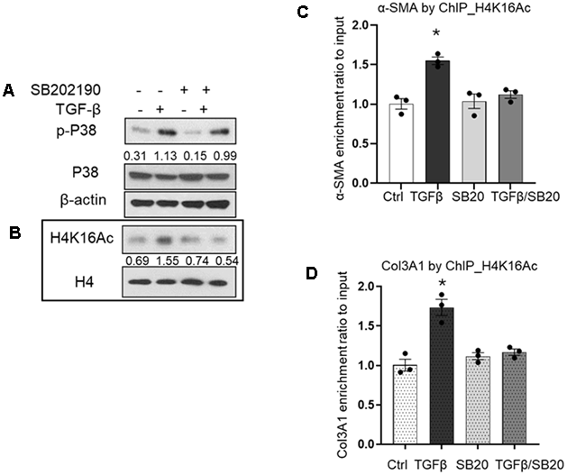 Effects of TGF-β1 and p38 MAPK inhibition on H4K16ac. (A) p-p38 MAPK levels in IMR90 24h after treatment with TGF-β1 (2ng/ml) with or without 2h pretreatment with SB202190, or with inhibitor alone. Whole cell lysates were prepared; β-actin was used as a loading control. (B) Nuclear extracts from cells prepared as in (A) were subjected to western blotting. H4 was used as a loading control. Numbers indicate densitometric ratio of p-p38 to total p38, or H4K16ac to H4. (C, D) ChIP assays with H4K16ac pulldown showing association with α-SMA (C), and Col3A1 (D) promoter regions. Quantitative ChIP assays were performed to analyze the association of H4K16ac with α-SMA or Col3A1 at the conditions indicated in A. DNA were crosslinked with the immunoprecipitated protein using specific antibody H4K16ac. Quantitative PCR was analyzed using 2−ΔΔCt method, with results normalized to input DNA relative to vehicle control (Ctrl). Bar graphs represent mean ± SE from the average of at least three independent experiments; *p