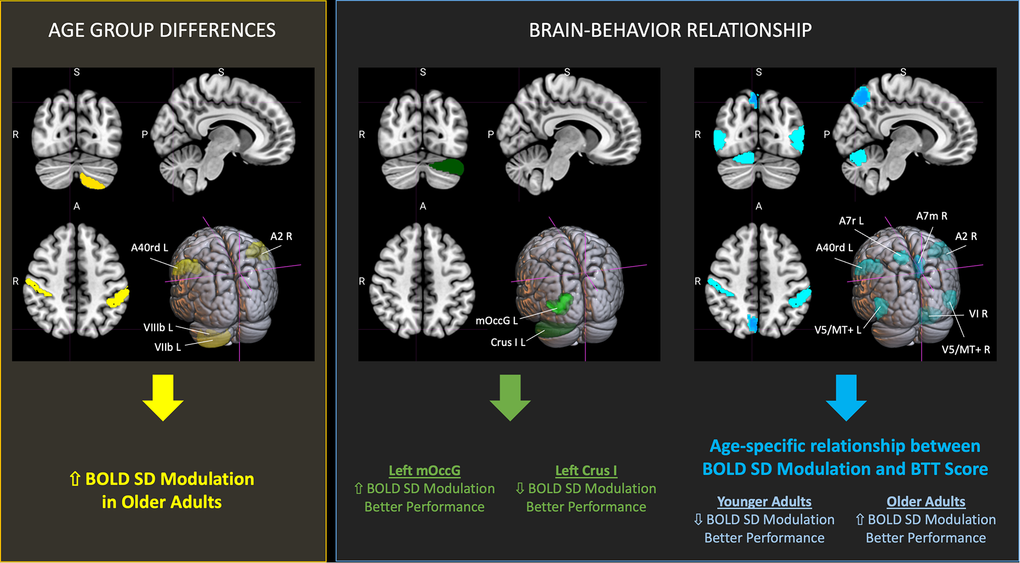 Significant findings on BOLD SD modulation and its relationship with bimanual task performance in aging. Summary of brain regions showing significant findings (FDR-corrected, with q 38], and cerebellar regions using the Cerebellum SUIT Atlas [39]. Brain slices and volumes depicted in this figure in the MNI152 Template were created with MRIcroGL (Version 1.2.20220720b; https://www.nitrc.org/projects/mricrogl) [37]. Abbreviations: A2 = primary somatosensory cortex; A40rd = inferior parietal lobe; A7m = precuneus; A7r = superior parietal lobe; Crus I = cerebellar lobule Crus I; FDR = False Discovery Rate; L = left; mOccG = middle occipital gyrus; R = right; V5/MT+ = motion area V5/MT+; VI = cerebellar lobule VI; VIIb = cerebellar lobule VIIb; VIIIb = cerebellar lobule VIIIb.