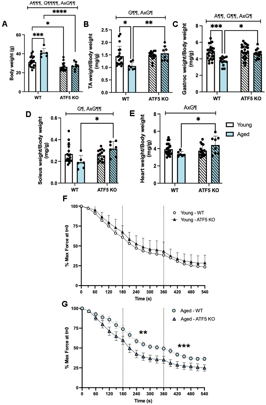 The lack of ATF5 rescues the age-related decline in muscle mass but reduces overall endurance performance. Phenotypic characteristics between genotypes and age were assessed, including (A) body weight (g), and muscle weights, (B) TA, (C) Gastrocnemius, (D) Soleus, (E) Heart weight, normalized for body weight (mg/g). Muscle endurance was assessed over the course of an acute contractile activity 9-minute in situ protocol, where the gastrocnemius muscle was stimulated at 0.25, 0.5 and 1 tetanic contractions per second (TPS). Muscle endurance, expressed as the percentage of max/initial force (t=0) in both (F) young and (G) aged mice, comparing phenotypic differences between genotypes. A¶¶ P