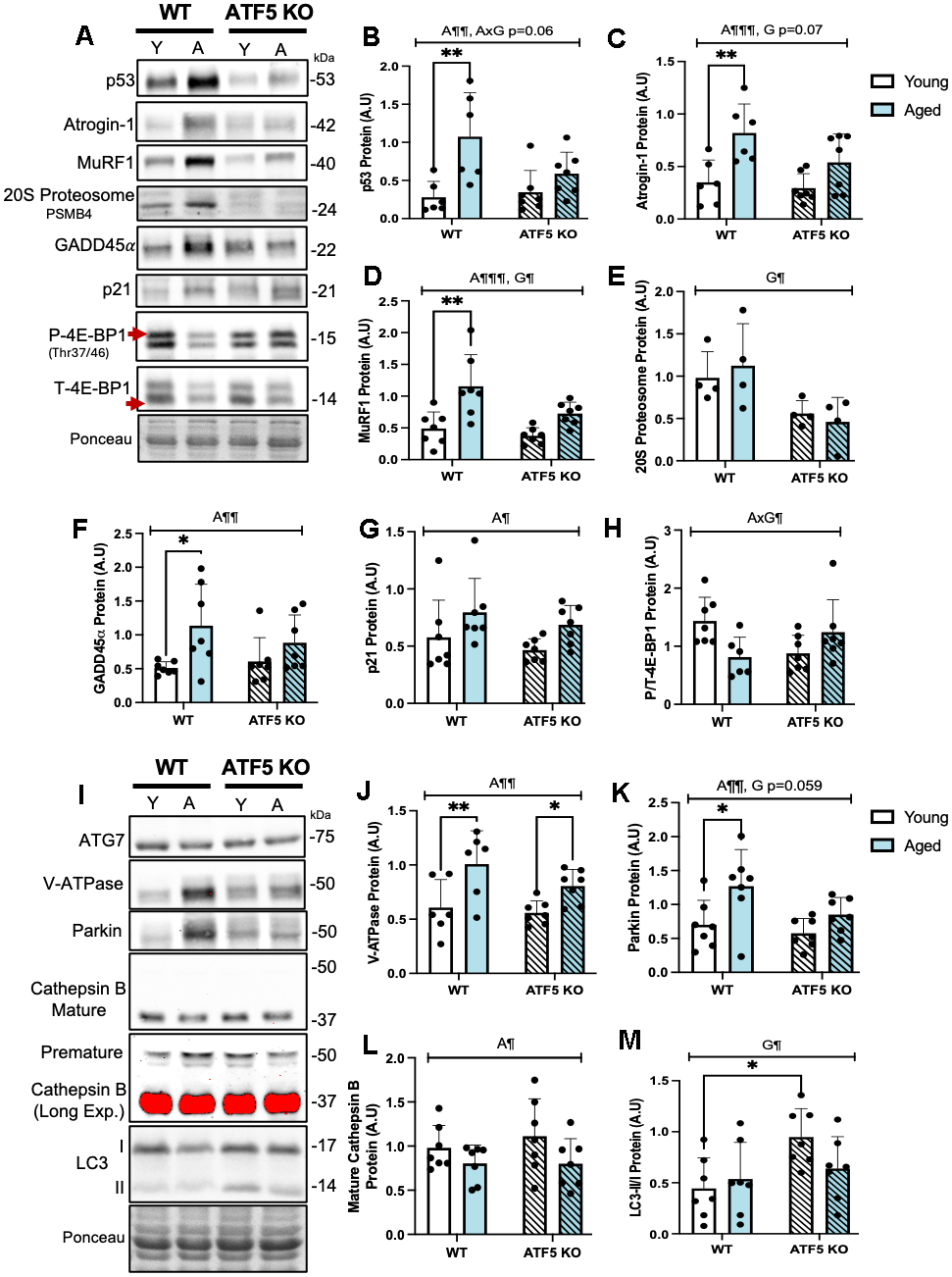 ATF5 regulates the expression of UPS, Autophagy-Lysosome System and other atrophy markers basally and with age. (A) Immunoblots of p53, Atrogin-1, MuRF1, 20S Proteasome subunit PSMB4, GADD45α, p21, Phosphorylated 4E-BP1 and Total 4E-BP1, corrected to Ponceau, with respective quantifications (B–H). Immunoblots of ATG7, V-ATPase, Parkin, Cathepsin B (mature (37kDa) and immature (50 kDa) and LC3I/II, with respective quantifications, corrected to Ponceau (I–M). Mature Cathepsin B was overexposed (long exposure: red saturation) in order to detect the levels of immature Cathepsin B. Mature Cathepsin B was quantified from the unsaturated/normal exposure immunoblot. The approximate molecular weights of proteins are indicated with a hash bar in kilodaltons (kDa). (n=4-7/group). A¶ P