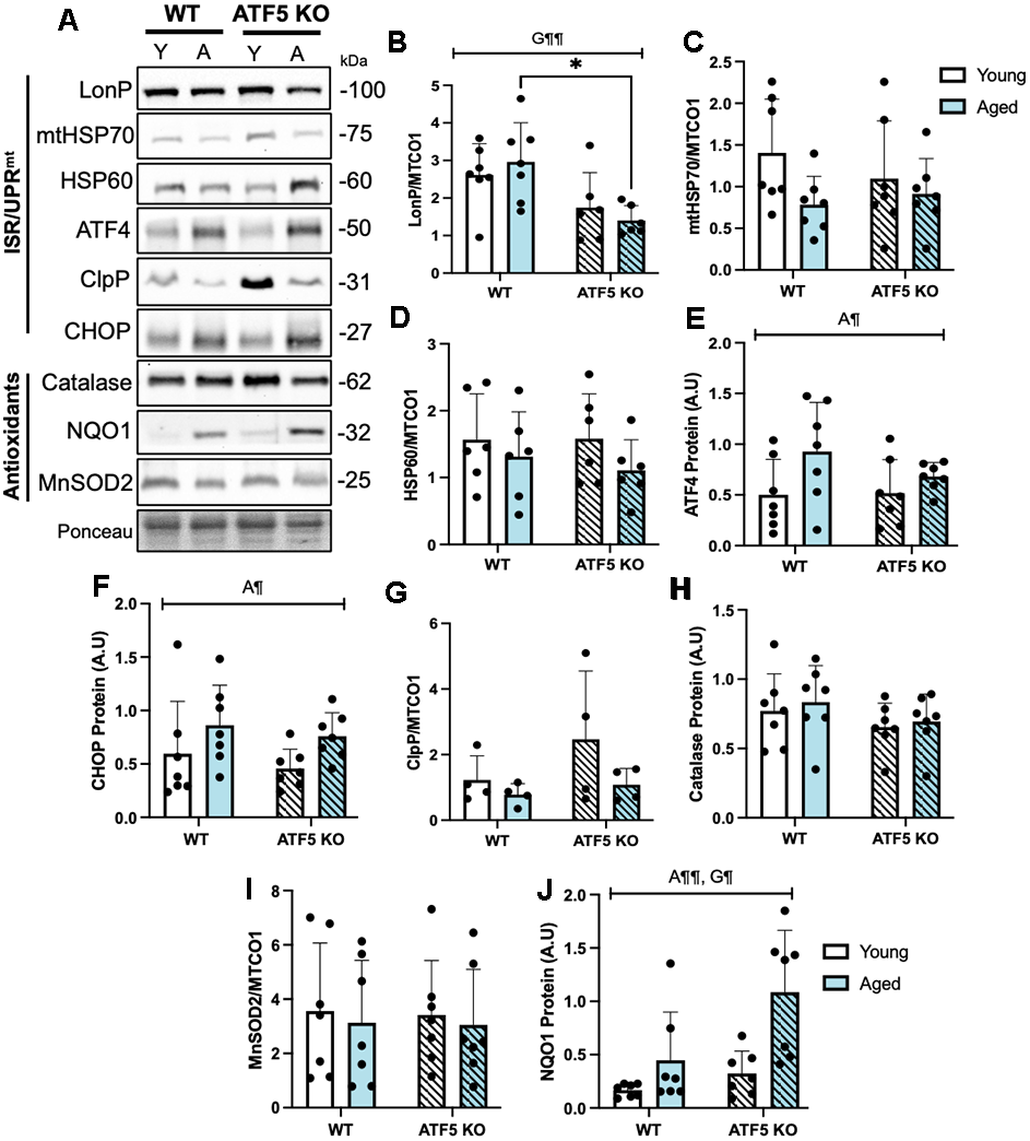 The normal expression of ISR/UPRmt and antioxidant markers are partially blunted in the absence of ATF5. (A) Representative immunoblots of LonP, mtHSP70, HSP60, corrected to mitochondrial content (MTCO1, blot from Figure 5A), and ATF4, ClpP, CHOP, Catalase, NQO1, MnSOD2 corrected to Ponceau, with respective quantifications (B–J). The approximate molecular weights of proteins are indicated with a hash bar in kilodaltons (kDa). (n=4-7/group). A¶ P