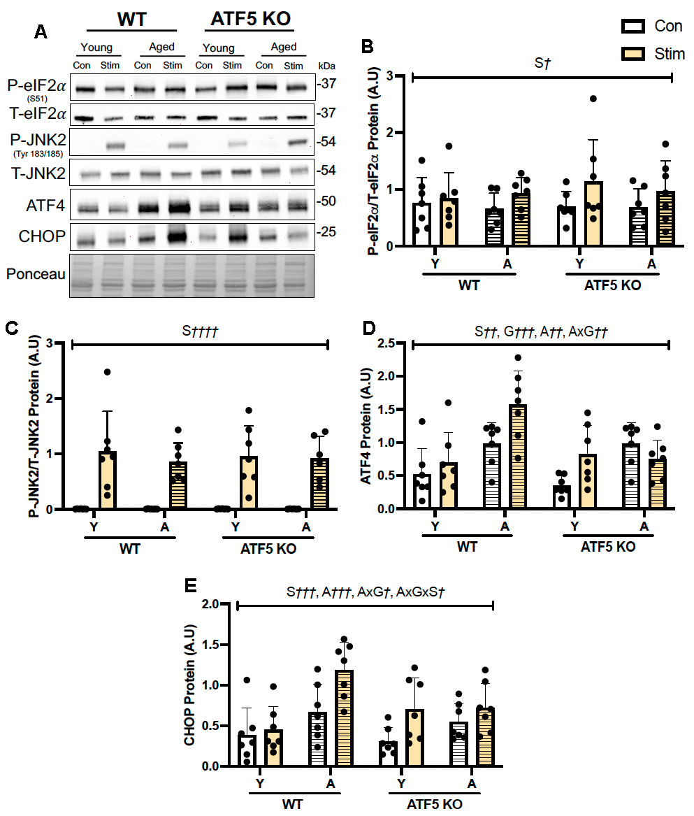 ATF5 is necessary for the normal induction of related ISR/UPRmt transcription factors following acute contractile activity with age. (A) Representative immunoblots of Total eIF2α, Phosphorylated eIF2α, Total JNK2, Phosphorylated JNK2, ATF4 and CHOP corrected to Ponceau, with respective quantifications (B–E). The approximate molecular weights of proteins are indicated with a hash bar in kilodaltons (kDa). (n=4-7/group). S† P, S†† P, S††† P, S†††† P, main effect of acute contractile stimulation; A†† P††† P††† P† P, AxG†† P† Pin situ stimulation. Data are means ± SD.