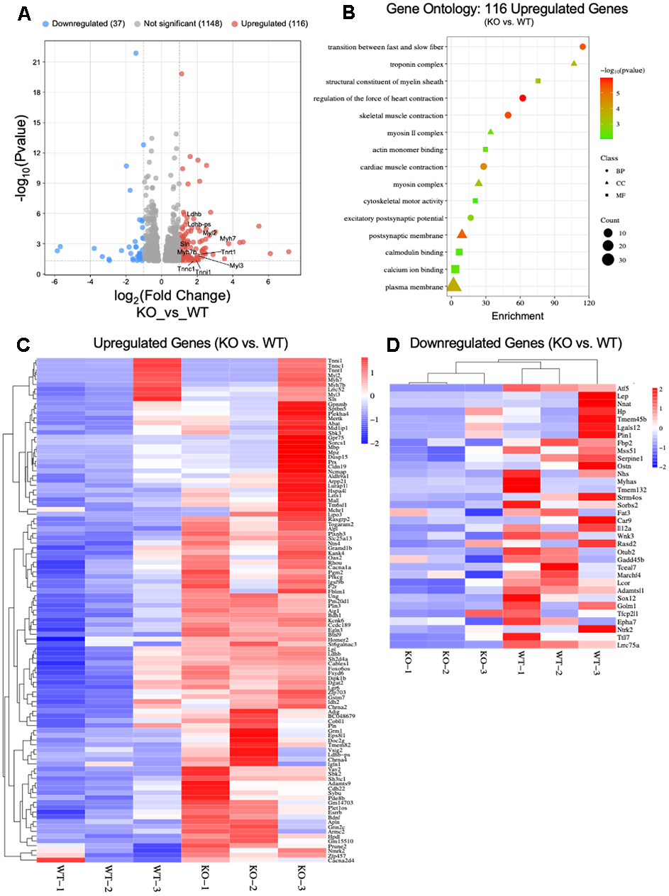 RNA-Seq analysis of young ATF5 KO mice relative to WT counterparts. (A) Volcano plot of significantly differential genes in WT vs. ATF5 KO mice. Genes which had abs(Log2FC) > 1 (=2x FC) and padj (FDR) B) Gene Ontology (GO) Enrichment Analysis of Upregulated genes in ATF5 KO’s relative to WT’s. Classifications of genes were based of sorting into biological process (BP), Cellular Component (CC) and Molecular Function) with gene count size and enchainment score displayed. Heat map of DESeq2 RNA-Seq data showing differential expression of (C) Upregulated and (D) Downregulated genes in ATF5 KO vs. WT mice. Mitochondrial stress-related genes were not differentially altered. The data are expressed as log2 fold change from ATF5 KO vs. WT (enhanced gene expression, red; reduced gene abundance, blue; and no change in gene expression, white; FDR padj Supplementary File 1 for expanded DESeq2 analysis data table.