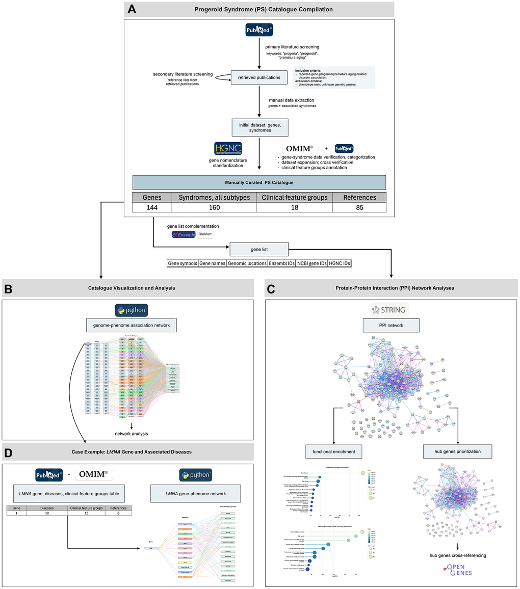 Overview of the study workflow and main results. The study proceeded through four major stages. (A) Progeroid syndrome (PS) catalogue compilation: We generated a manually curated PS catalogue following a structured workflow of primary and secondary literature screening, manual data extraction, data verification and categorization, dataset expansion, gene nomenclature standardization, and clinical feature groups annotation. The final dataset includes 144 genes, associated with a total of 160 clinical entities and 18 clinical feature groups, compiled from 84 publications and the OMIM database. (B) Catalogue visualization and analysis: The curated dataset was visualized through a genome–phenome association network and further explored though network analysis to assess genetic and phenotypic heterogeneity. (C) Protein–protein interaction (PPI) network analyses and functional characterization: The compiled gene set was analyzed through PPI network construction, functional enrichment of biological processes and pathways, and prioritization of highly connected hub genes, followed by cross-referencing with the Open Genes database. (D) Case example – LMNA gene: To illustrate single-gene pleiotropy, LMNA-associated diseases and their clinical feature groups were summarized in a dedicated table and a gene–phenotype network.