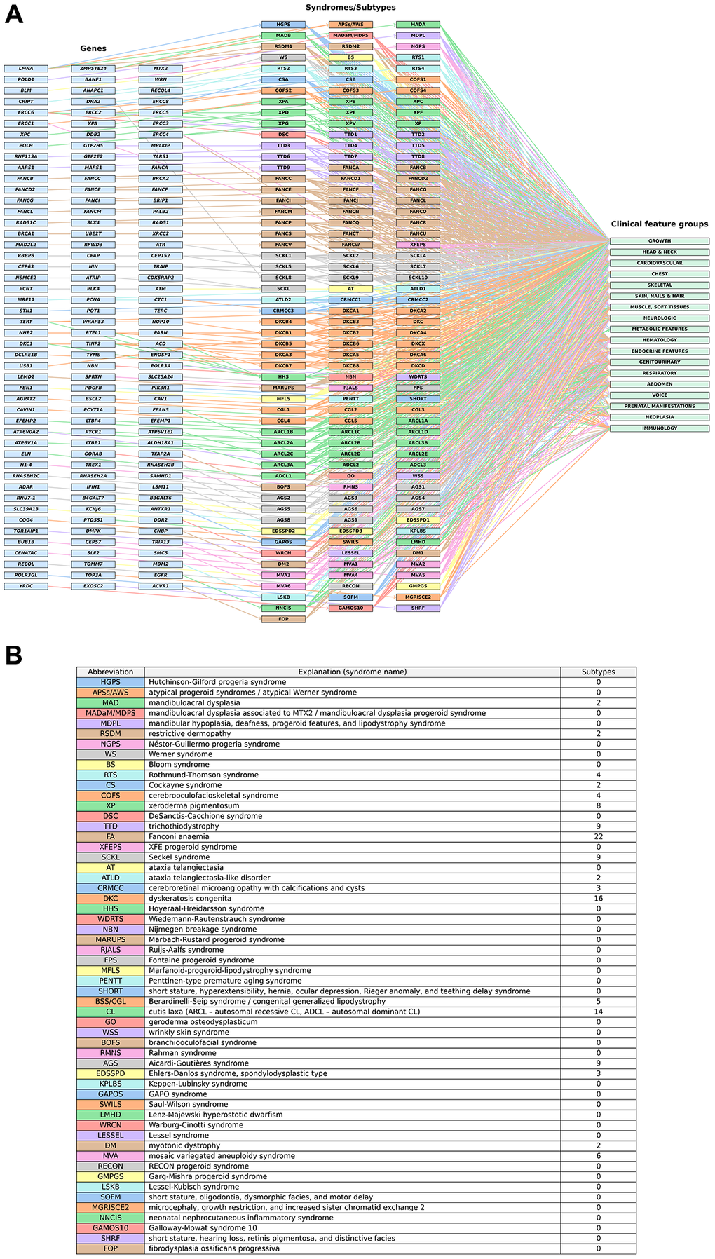 A genome–phenome view of premature aging syndromes. (A) Each gene (left) is connected to its associated syndrome(s) or subtype(s) (middle), which are further linked to their corresponding clinical feature groups (right). For syndromes with subtypes, a consistent color scheme is applied to indicate grouping, with additional markers (letters or numbers) identifying individual subtypes (e.g., XP: xeroderma pigmentosum; XPA: xeroderma pigmentosum, complementation group A/SCKL: Seckel syndrome; SCKL1: Seckel syndrome 1). (B) Explanations of syndrome abbreviations (full syndrome names) and the numbers of subtypes within each syndrome. Details on the syndromes and subtypes are listed in Supplementary Table 1.