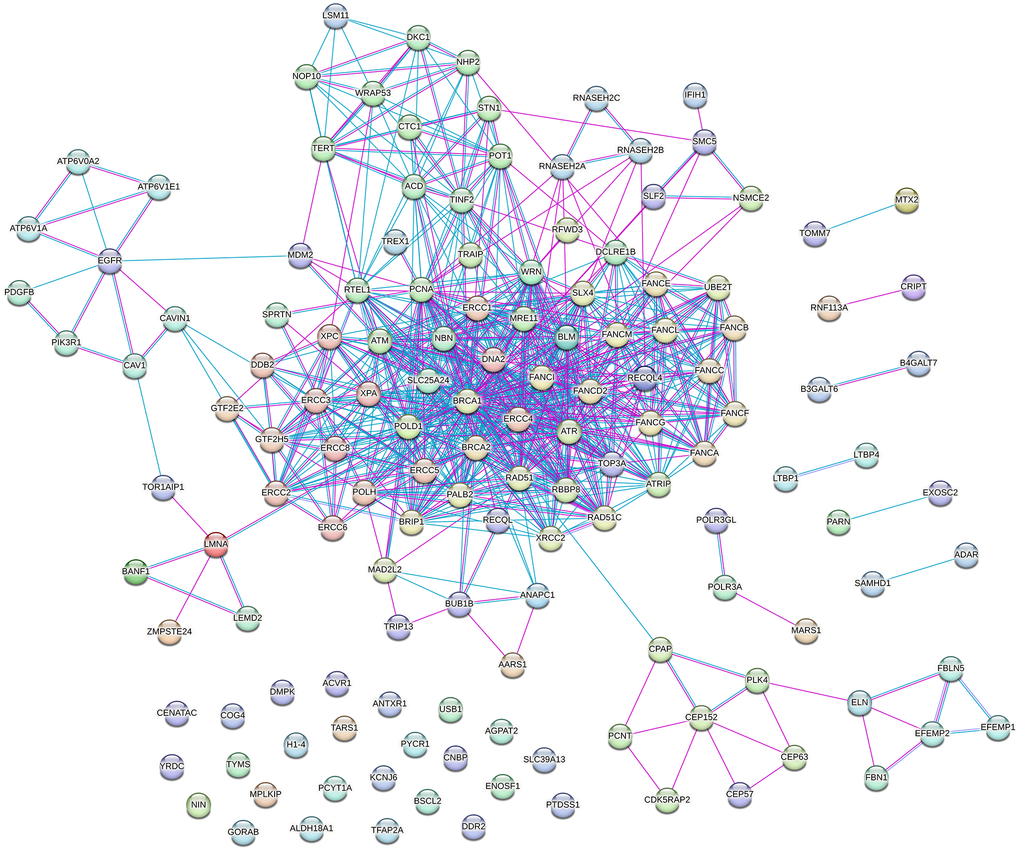 Protein–protein interaction (PPI) network of proteins encoded by genes associated with progeroid syndromes. The network was visualized using the STRING tool and includes only known interactions: blue edges represent interactions from curated databases, while pink edges indicate experimentally determined interactions. The network comprises 142 nodes and 720 edges, with an average node degree of 10.1 and an average local clustering coefficient of 0.618. The PPI enrichment p-value is −¹6.