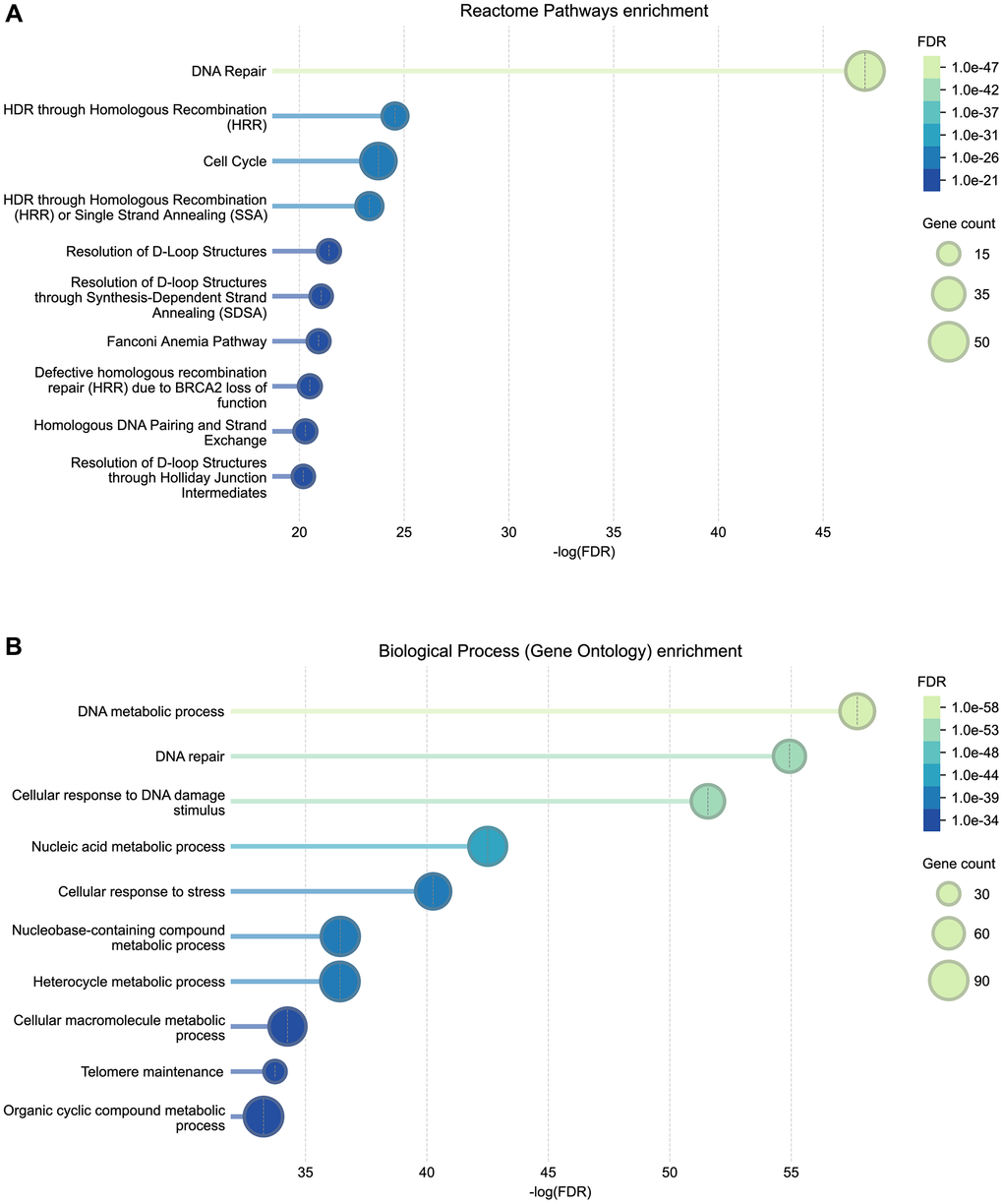 Reactome pathway (A) and Gene Ontology (GO) Biological Process (B) functional enrichment of genes associated with progeroid syndromes. Bubble plots show the top ten enriched biological pathways and processes identified from STRING’s functional enrichment outputs. The x-axis represents the –log(FDR) significance of enrichment. Bubble size corresponds to the number of genes annotated to each pathway/process, and bubble color reflects the adjusted FDR value. Complete enrichment results are provided in Supplementary Tables 3 (GO) and 4 (Reactome).
