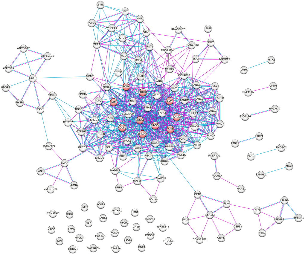 Protein–protein interaction (PPI) network of proteins encoded by genes associated with progeroid syndromes, highlighting prioritized hub proteins. Hubs, defined as the top ten nodes ranked by node degree, are shown in red, representing proteins with a high number of interaction partners and central positions within the network topology.