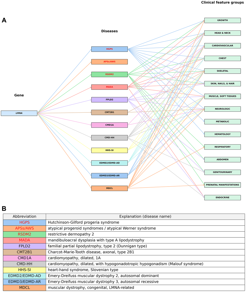 A graphical visualization of associations between the LMNA gene, associated diseases and clinical feature groups. (A) The LMNA gene (left) is connected to its associated diseases (middle), which are further linked to their corresponding clinical feature groups (right). Progeroid syndromes are highlighted in red. (B) Explanations of disease abbreviations (full disease names). Details are provided in Supplementary Table 5.