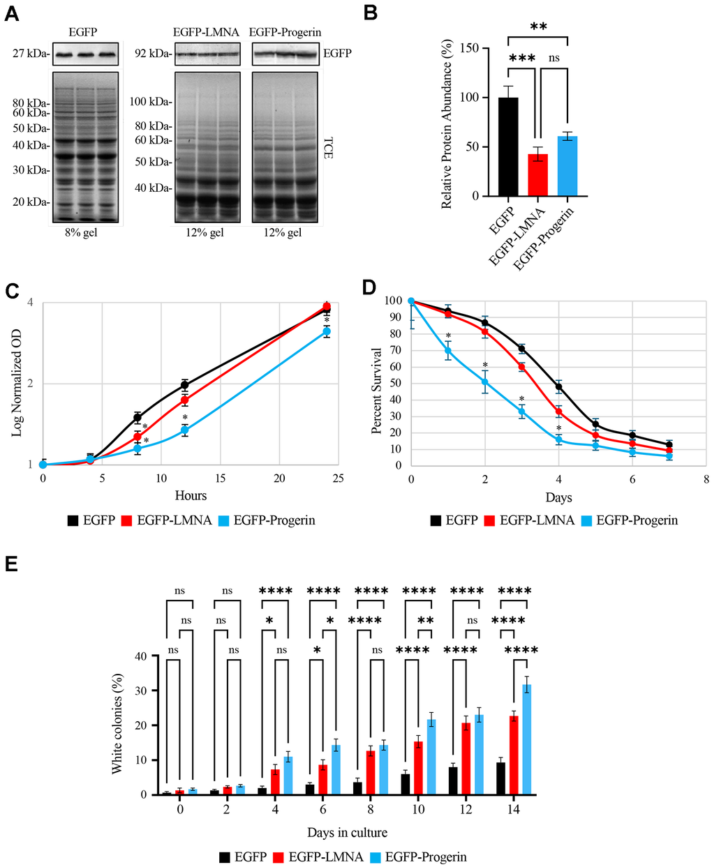Ectopically expressed EGFP-LMNA and EGFP-Progerin are targeted to the nuclear membranes of yeast cells with EGFP-Progerin disrupting cell growth, decreasing chronological lifespan and increasing genome instability. pYES vectors containing galactose inducible promoters and encoding either EGFP, EGFP-LMNA or EGFP-Progerin were transformed into BY4741 yeast and expression induced in galactose containing media. (A) 3 colony transformants were selected from plates and grown in liquid media overnight, with proteins isolated for Western blotting for EGFP. Total protein (top panels - stained with trichloroethanol (TCE)) was used for loading controls, followed by Western blotting for EGFP (bottom panel – EGFP antibody). EGFP proteins were separated on 8% SDS-PAGE gels, while proteins for EGFP-LMNA and EGFP-Progerin are separated on 12% gels. The EGFP-LMNA and EGFP-Progerin lanes were cropped from the same gel. (B) The triplicate western bands for EGFP-LMNA and EGFP-Progerin were scanned and quantified. Values are presented as mean ± SD for n=3 and were analyzed with an ordinary one-way ANOVA with post hoc Tukey's multiple comparisons test where p-value C) Cultures of yeast expressing EGFP (black), EGFP-LMNA (red) or EGFP-Progerin (blue) were grown in 2% Raffinose/0.2% Galactose supplemented liquid media (n = 3) with OD600 readings collected at the times shown. Log normalized OD readings were plotted for the time points. Error bars represent standard error of the mean. * represents p-values 600 at 4, 8, 12 and 24 hours were plotted for growth curves conducted in 2% RAF/0.2% GAL, as shown in Supplementary Figure 1. (D) Chronological lifespan assays were conducted using methylene blue on yeast expressing EGFP (black), EGFP-LMNA (red) and EGFP-Progerin (blue) and the percent cell survival over 7 days plotted. n=3. * represents 2-tailed t-test p-value Supplementary Figure 2 (n=3). (E) Colony reversion assays were performed by expressing EGFP, EGFP-LMNA or EGFP-Progerin into the YPH500 strain carrying a point mutation in the ADE2 gene. Westerns confirming correct expression of the proteins is shown in Supplementary Figure 3. This leads to yeast producing red coloration on YPD media. Red and white colonies were counted and the percentage of white colonies from EGFP (black), EGFP-LMNA (red) and EGFP-Progerin (blue) yeast was determined. The percentage of white colonies (y-axis) were scored over each day (x-axis) of the assay. Error bars - standard error of the mean (n=3). * represents p-value 