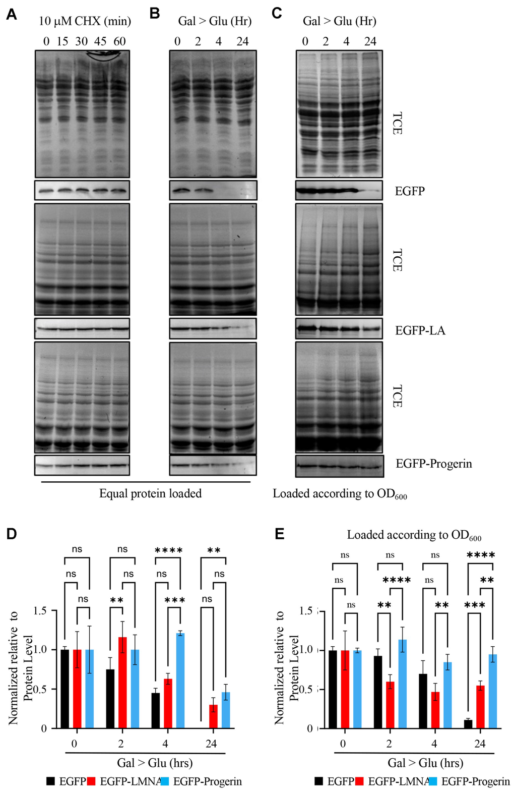 EGFP-Progerin decreases in transformed cultures as a function of total protein but not as a function of cell numbers. (A) To evaluate the fate of EGFP (upper row), EGFP-LMNA (middle row) and EGFP-Progerin (bottom row), we treated cultures expressing these proteins with cycloheximide for 0, 15, 30 and 60 min to determine if cells degraded these proteins. Over the time course, proteins were evaluated for total protein content by trichloroethanol (TCE) staining followed by Western blotting for the EGFP tag. (B) To further evaluate the levels of these proteins, we switched EGFP (upper row), EGFP-LMNA (middle row) and EGFP-Progerin (bottom row) cultures from induction media (GAL) to glucose (GLU) to repress the transgenes and followed the levels of EGFP tagged proteins over 0h, 2h, 4h and 24h. Total protein was isolated from each culture and equal protein amounts were loaded onto gels. Total protein was evaluated by TCE staining and Western blots performed to evaluate the level of EGFP tagged proteins. (C) Total protein was isolated from cell equivalents based on cell density with the culture and EGFP (upper row), EGFP-LMNA (middle row) and EGFP-Progerin (bottom row) evaluated by Western blot. (D) The experiment described in (B) was repeated 3 times, with bands scanned and quantified. SEM is shown. Two-way ANOVA with post hoc Tukey’s multiple comparisons test was used to determine p-values. (E) The experiment described in (C) was repeated 3 times, with bands scanned and quantified. SEM is shown. Two-way ANOVA with post hoc Tukey’s multiple comparisons test was used to determine p-values. p 