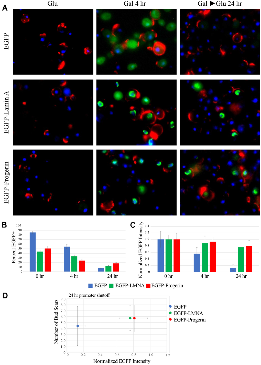 EGFP-LMNA and EGFP-Progerin are maintained at high levels in a subpopulation of cells following removal of galactose induction. (A) Aliquots of cells were taken from EGFP (upper row), EGFP-LMNA (middle row) and EGFP-Progerin (bottom row) at under either pre-induction (GLU) conditions, following 4h of induction (GAL 4H) or 24 of removal from induction (GAL>GLU 24H). Cells were fixed and labelled with WGA (red), DNA counterstained with H33342 (blue) and EGFP signal is shown in green. (B) Micrographs of fixed and labelled cells from EGFP (blue bars), EGFP-LMNA (green bars) and EGFP-Progerin (red bars) were quantified. The percentage of positive cells from each culture after induction and moving the cells back into glucose containing media following 0h, 4h and 24h were scored as a percentage (y-axis). (C) From the positive cells from each of the EGFP (blue bars), EGFP-LMNA (green bars) and EGFP-Progerin (red bars), the intensity levels of signal were measured at 0h, 4h and 24h. Data is normalized to the 0h time point. Images were collected from n=3 cultures of each EGFP, EGFP-LMNA and EGFP-Progerin. n=200 cells for each. Error bars represent SEM. (D) EGFP-expressing (blue), EGFP-LMNA expressing (Green), or EGFP-Progerin expressing (red) cells analyzed in Figure 3A were further analyzed by measuring the total intensity of green fluorescence in each cell. The average number of bud scars in each population of cells is plotted on the Y-axis while the average normalized EGFP fluorescence is plotted on the X-axis. Error bars represent the SEM.