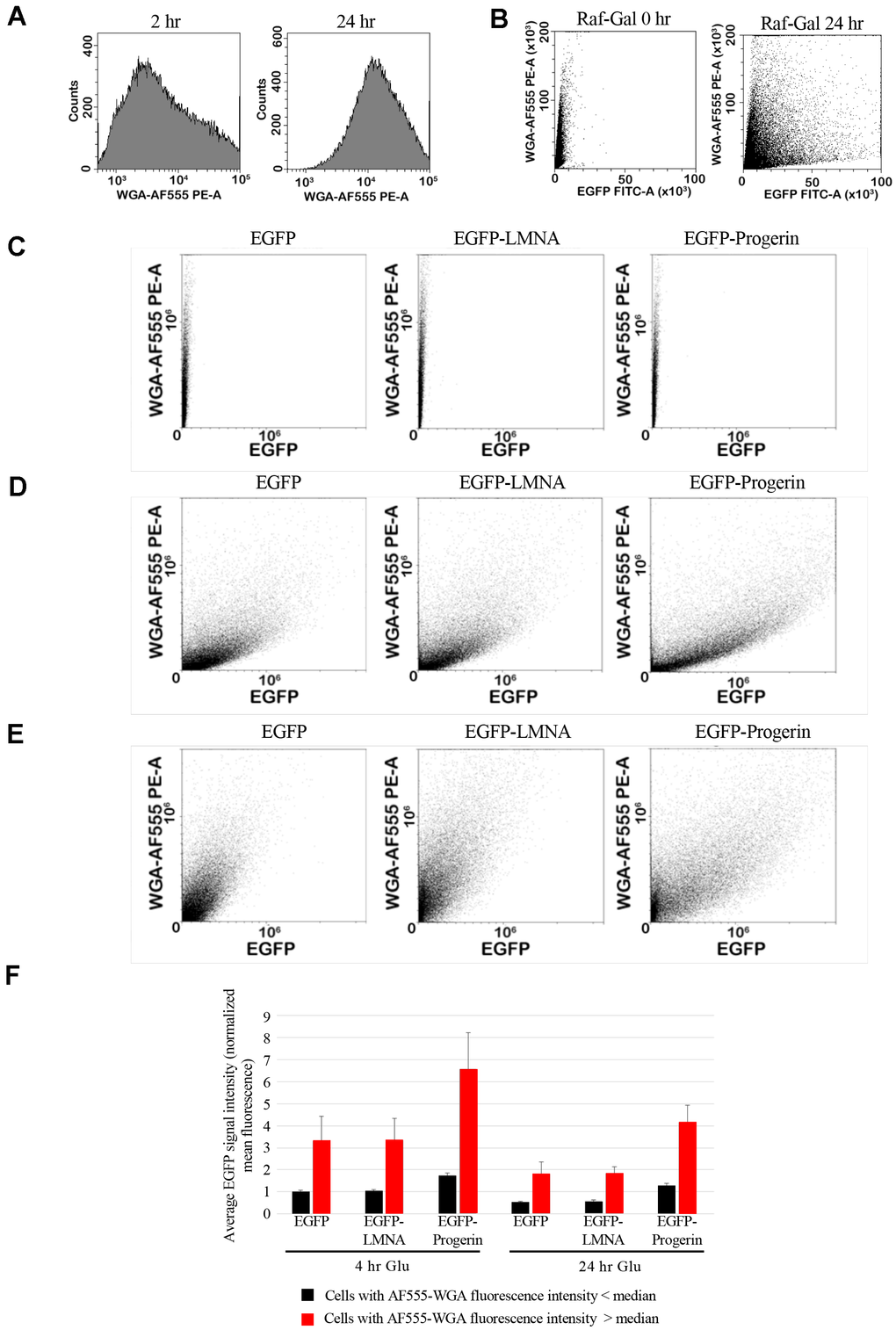 EGFP and bud scar signal can be measured by flow cytometry. (A) To quantify bud scar signal by flow cytometry, cells were fixed and labelled with WGA conjugated to Alexa-555 dye (WGA-AF555). Representative histogram of the cell counts (y-axis) from untransformed cultures against intensity of label at 2h and 24 hours. The shift in the histogram represents increased average signal as the cultures age, correlated with higher average numbers of bud scars per cell, and therefore higher WGA-AF555 labelling. (B) Cells from cultures either immediately prior to induction (RAF GAL-0H) or after 4h incubation in RAF/GAL induction medium (RAF GAL-4H) were fixed and labelled with WGA-AF555. Flow cytometry was used to quantify EGFP signal (EGFP-FITC-A) and the WGA-AF555 signal (WGA-AF555-PE-A), demonstrating the detection of cells with higher levels of EGFP expression at the right of the panel and cells with higher intensity of bud scar labelling at the top of the panel. (C–E) EGFP (left column), EGFP-LMNA (middle column), and EGFP-Progerin (right column) expressing yeast were fixed for flow cytometry analyses; (C) prior to induction of fusion protein expression, (D) after 4 h of induction, and (E) and after 24 h incubation in media containing glucose following induction. Y-axis represents the intensity of WGA-AF555 signal, and the x-axis represents the intensity of EGFP signal. (F) Statistical data from the flow cytometry shown in panel A was used to analyze the average EGFP intensity of cells either immediately following 4 h induction in RAF/GAL medium (EGFP-0H-GLU, EGFP-LA-0H-GLU, and EGFP-D50-0H-GLU) or after 24 h in glucose containing medium (EGFP-25H-GLU, EGFP-LA-24H-GLU, and EGFP-D50-24H-GLU). Average EGFP signal intensity (normalized mean fluorescence) of younger cells showing less than the median WGA-AF555 intensity (black bars) or in older cells exhibiting greater than the median WGA-AF555 signal (red bars) was plotted. Error bars represent the standard error of the mean.