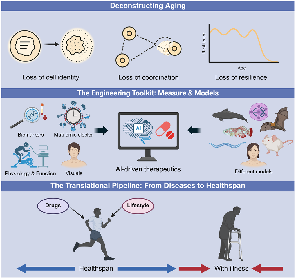 The roadmap to actionable longevity interventions. An overview of the conceptual frameworks presented at the 12th ARDD meeting. (Top) Deconstructing Aging: Moving beyond stochastic damage to identify modifiable drivers of aging, such as the loss of cellular identity, coordination, and systemic resilience. (Middle) The Engineering Toolkit: The integration of precise measurement tools, including organ-specific multi-omic clocks and biomarkers, with diverse preclinical models and AI platforms to accelerate therapeutic design. (Bottom) The Translational Pipeline: The strategic shift from reactive disease management to proactive healthspan extension, utilizing novel drugs and lifestyle interventions to maintain youthful function.