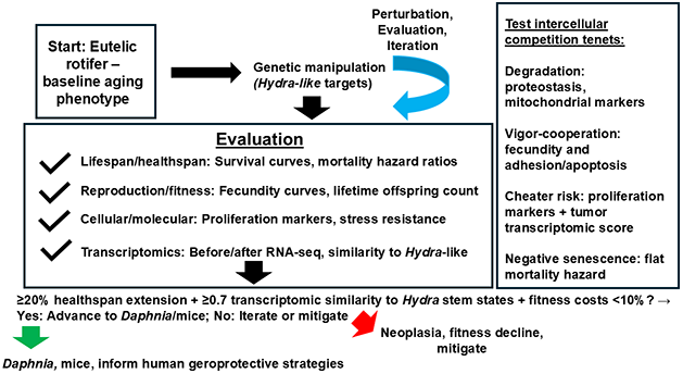 Detailed flowchart of the iterative experimental strategy to delay senescence by introducing Hydra-like gene expression in rotifers (Brachionus manjavacas). Key manipulations target rotifer orthologs (primarily FoxO and stemness markers) via CRISPR. Evaluation endpoints include lifespan/mortality hazard (survival curves), fertility (fecundity curves), locomotion (swimming assays), stress resistance, and transcriptomics (pre/post similarity to Hydra stem/progenitor states; ≥0.7 correlation threshold). Neoplasia monitoring uses proliferation markers (BrdU/phospho-histone H3) and deviation from Hydra tumor profiles. Iteration decisions are guided by predefined criteria (healthspan extension, transcriptomic shift, fitness constraints). Controls: wild-type and mock-treated rotifers. The framework also tests intercellular competition and multicellular aging through integrated measurements of cellular degradation, vigor-cooperation correlation, cheater emergence (neoplasia proxies), and negative senescence potential (mortality hazard). “Hydra-like” is defined in the text.