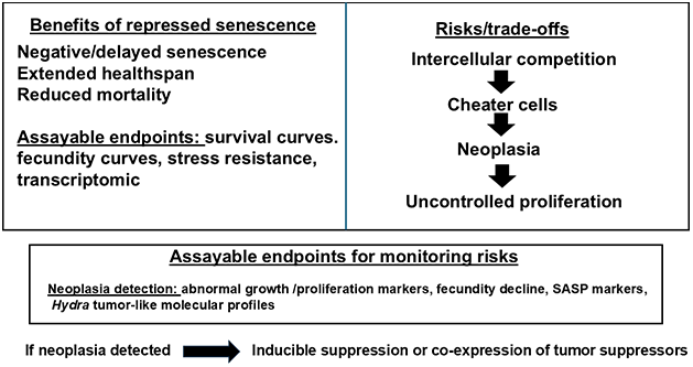 Schematic of trade-offs in repressed aging. Left: Benefits of continuous stem renewal enabling negative senescence (measurable via survival/fecundity curves, stress assays). Right: Risks including neoplasia from cheater cells or over proliferation. Bottom: Assayable endpoints for monitoring (e.g., proliferation markers for neoplasia, fitness metrics) and mitigation strategies. In this scheme, senescence has dual roles: early tumor suppression via cell arrest (protective) and late-life promotion of inflammation/dysfunction via SASP (detrimental). The strategy prioritizes renewal-based suppression of aging while monitoring both neoplasia risk and SASP-like inflammatory markers.