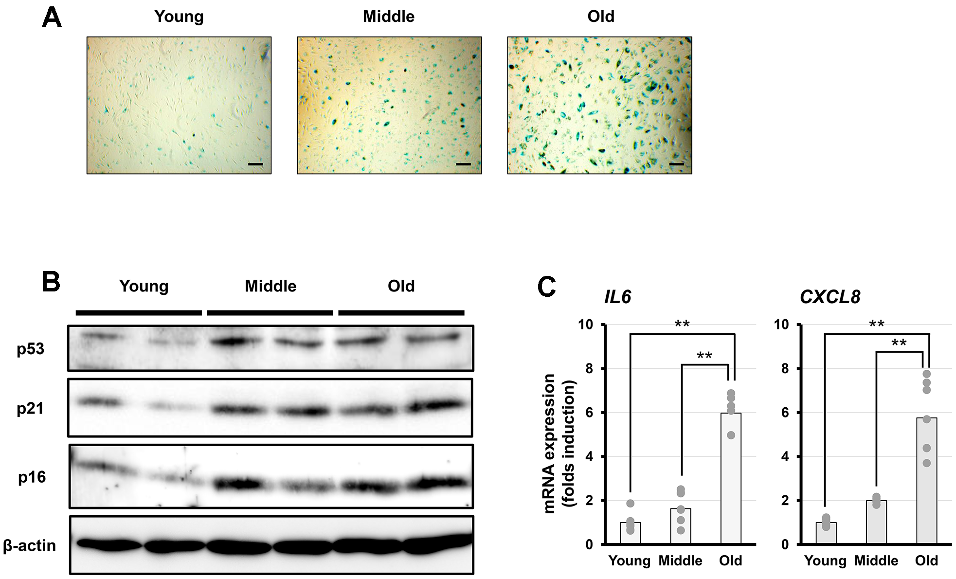 class="figure-viewer-img"