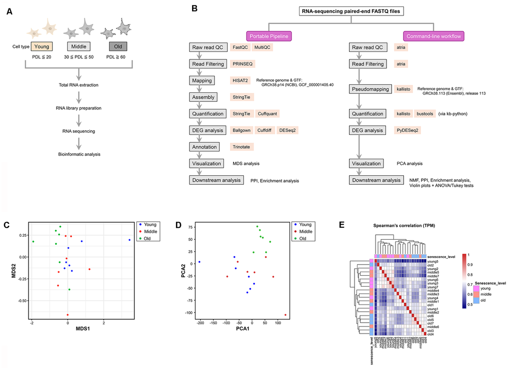 Experimental workflow and visualization of transcriptomic similarity among samples. (A) Experimental workflow for RNA sequencing (RNA-seq) analysis of young, middle, and old normal human dermal fibroblasts (NHDFs). (B) Comparative flowchart of the two RNA-seq analysis pipelines used in this study. The left panel illustrates the GUI-based Portable Pipeline, whereas the right panel shows the command-line workflow. Each step lists the tools used, highlighting methodological similarities and differences. (C) Multi-dimensional scaling (MDS) plot showing the pairwise dissimilarity of gene expression profiles across all samples. Each dot represents a single sample, and colors correspond to the aging stage: young (blue), middle (red), and old (green). (D) Principal component analysis (PCA) plot showing the similarity and dissimilarity of gene expression profiles across all samples. The horizontal (PC1) and vertical axes (PC2) represent the first and second principal components, respectively. Old samples are separated from the young and middle samples along the PC1 axis, whereas the young and middle samples overlap. (E) Spearman’s correlation heatmap of log2 (TPM + 1) values across all samples. Color intensity represents pairwise correlation coefficients, with sample IDs shown along both axes and labeled by senescence stage (young, middle, and old).