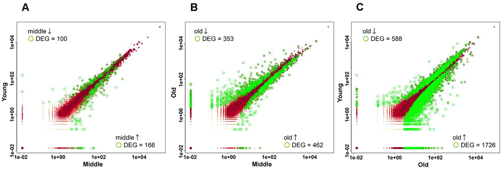 Scatter plots showing differentially expressed genes (DEGs) in pairwise comparisons. Scatter plots show the normalized expression levels of all genes in the two groups. Each dot represents a single gene. The expression levels of each gene were plotted on a log10 scale. Genes with significant differential expression (adjusted p-value A) Comparison between the young and middle groups. (B) Comparison between the middle and old groups. (C) Comparison between young and old groups.