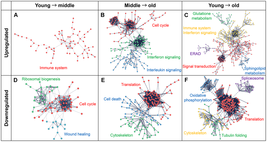 Protein–protein interaction (PPI) networks and functional clusters of DEGs. PPI networks were constructed using the STRING database. Nodes represent genes and edges represent their interactions. Upregulated genes are shown in the upper panels (A–C) and downregulated genes are shown in the lower panels (D–F). Functionally enriched clusters are highlighted in different colors and labeled with the corresponding pathway or process names. (A, D) Networks for the comparison between the young and middle groups. (B, E) Networks for comparison between middle to old groups. (C, F) Networks used for comparison between young and old groups.