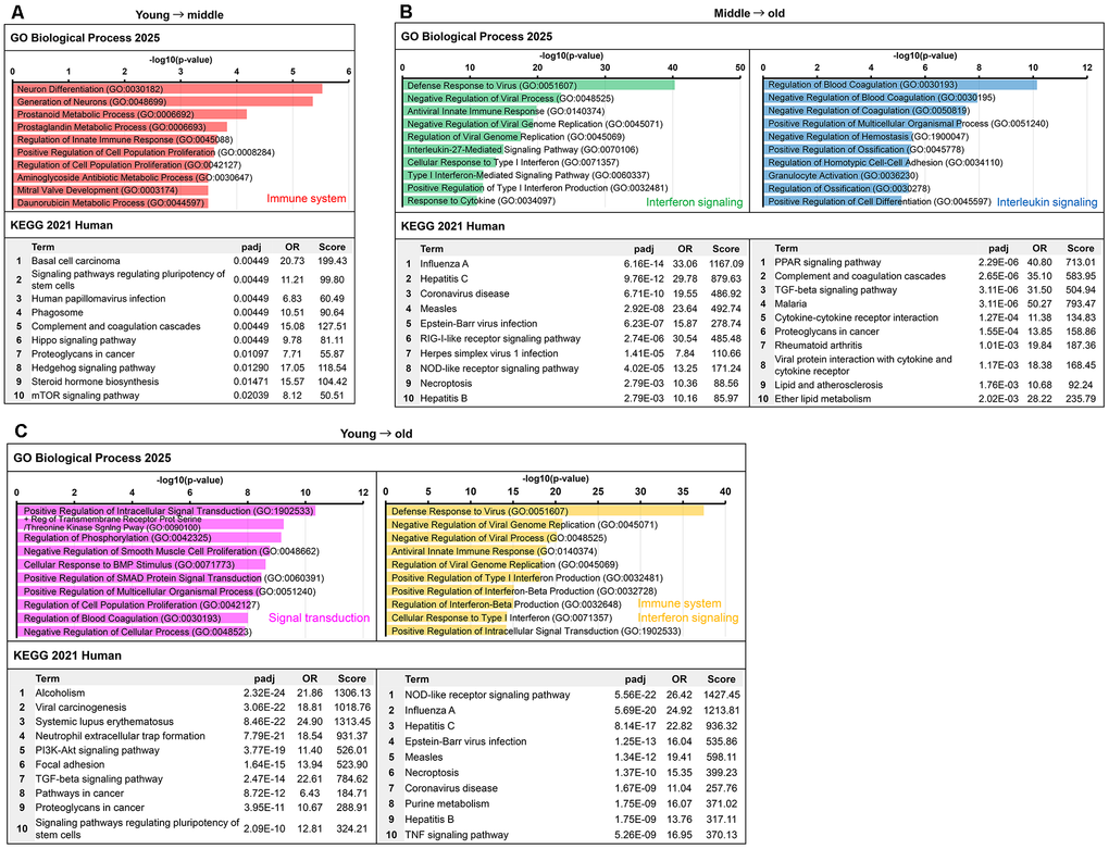 Functional enrichment analysis of immune–inflammation-related clusters identified from senescence progression. Enrichment results from Gene Ontology (GO) biological process and Kyoto Encyclopedia of Genes and Genomes (KEGG) pathway analyses for clusters classified as immune- or inflammation-related in the comparisons between the young and old groups. Bar colors correspond to the cluster colors in Figure 4A–4C: red, immune system (Figure 4A); green, interferon signaling (Figure 4B); blue, IL signaling (Figure 4B); pink, signal transduction (Figure 4C); and orange, immune system/interferon signaling (Figure 4C). The top 10 terms ranked by adjusted p-values are shown for each cluster. (A) Clusters upregulated from the young to middle. (B) Upregulated clusters from middle to old. (C) Clusters upregulated from young to old.