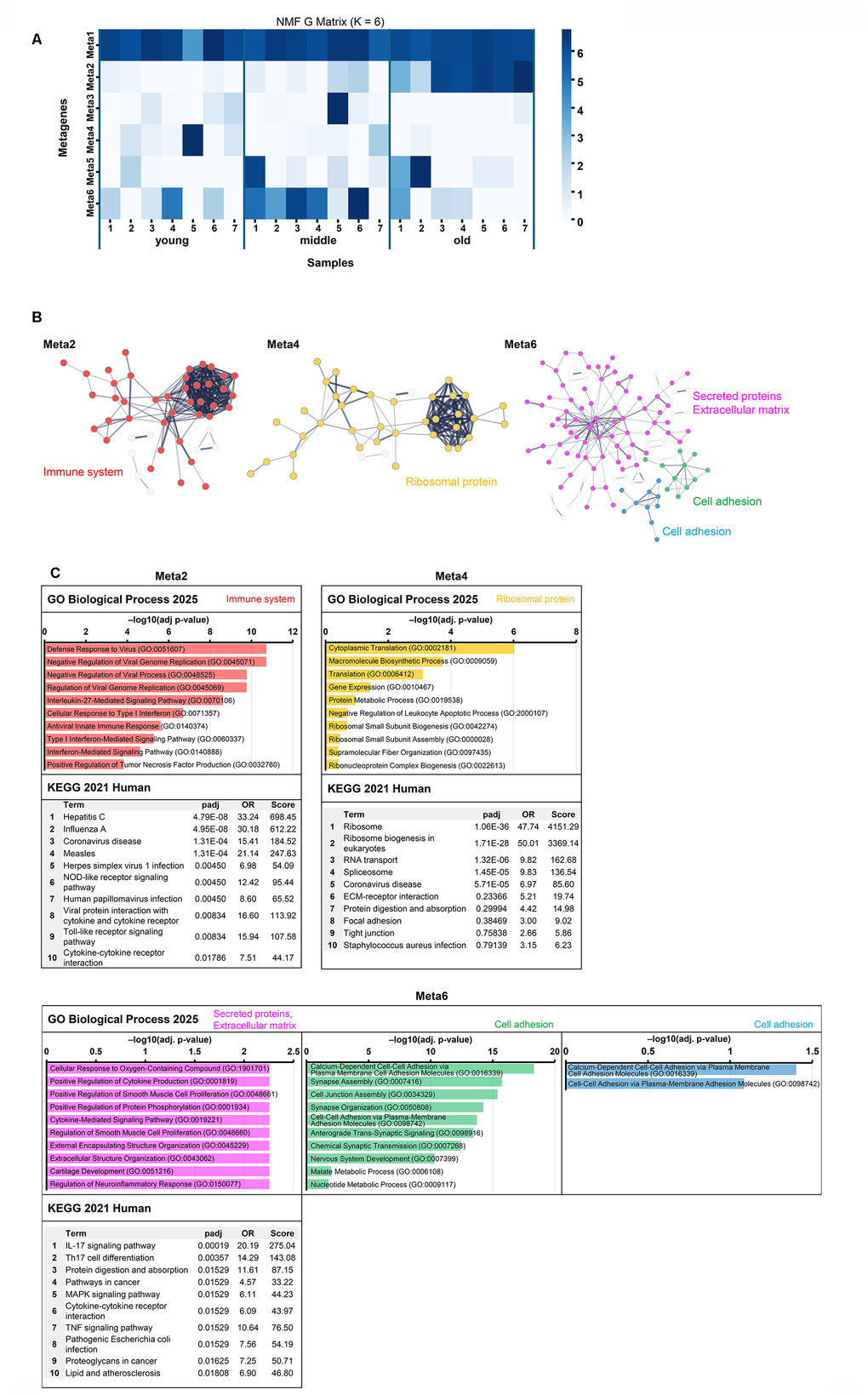 Non-negative matrix factorization analysis of gene expression data and functional characterization of metagenes. (A) Heatmap of metagene expression patterns across samples. This shows the contribution of each metagene (Meta1–6) to the gene expression profile of each sample (young, middle, and old). The contribution of Meta2 increased with senescence, that of Meta4 decreased, and that of Meta6 peaked in the middle group. (B) STRING network. PPI networks were constructed for the top 100 genes of Meta2, the top 200 genes in Meta4, and the top 500 genes of Meta6. Nodes represent proteins (Meta2: red, Meta4: orange, Meta6: pink/green/blue), and edges represent PPI. Functionally enriched clusters are highlighted and annotated based on UniProt keywords. Nodes outside the annotated functional clusters (based on UniProt keywords) were retained in the network but shown in gray to visually distinguish them from the main modules. (C) Functional enrichment analysis of Meta2, Meta4, and Meta6 using GO Biological Process (top) and KEGG Human (bottom). GO enrichment results are shown as horizontal bar graphs, with bar length representing –log10 (adjusted p-value). Bar colors correspond to the cluster colors in panel B. KEGG tables list the top 10 terms ranked by adjusted p-value. Other metagene enrichment results are shown in Supplementary Figure 7.