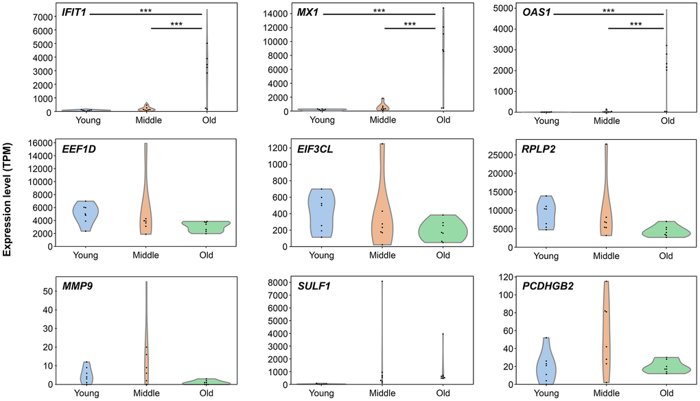 Senescence-stage-dependent expression patterns of representative genes. Violin plots showing transcript expression levels (TPM) of nine selected genes across three senescence stages: young, middle, and old. Genes include IFIT1, MX1, OAS1 (Meta2), EIF3CL, EEF1D, RPLP2 (Meta4), and MMP9, SULF1, PCDHGB2 (Meta6). Each plot displays the distribution and individual data points. Statistical significance was assessed using one-way analysis of variance followed by Tukey’s post-hoc test. Asterisks indicate significant differences between groups: *p 