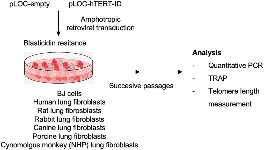 Experimental layout. Lung fibroblasts from rat, rabbit, dog, pig and Cynomolgus monkey were transduced with either pLOC-empty or with pLOC-hTERT. Primary lung human fibroblasts and BJ fibroblasts were also transduced as positive controls. Infected cells were selected on Blasticidin-containing media. Cells were then successively passaged, and samples were taken 10, 40, and 80 days post-infection for further analysis.